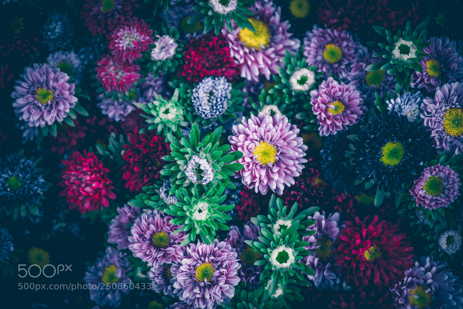 Nikon D810 sample photo. Bright multicolor asters background photography