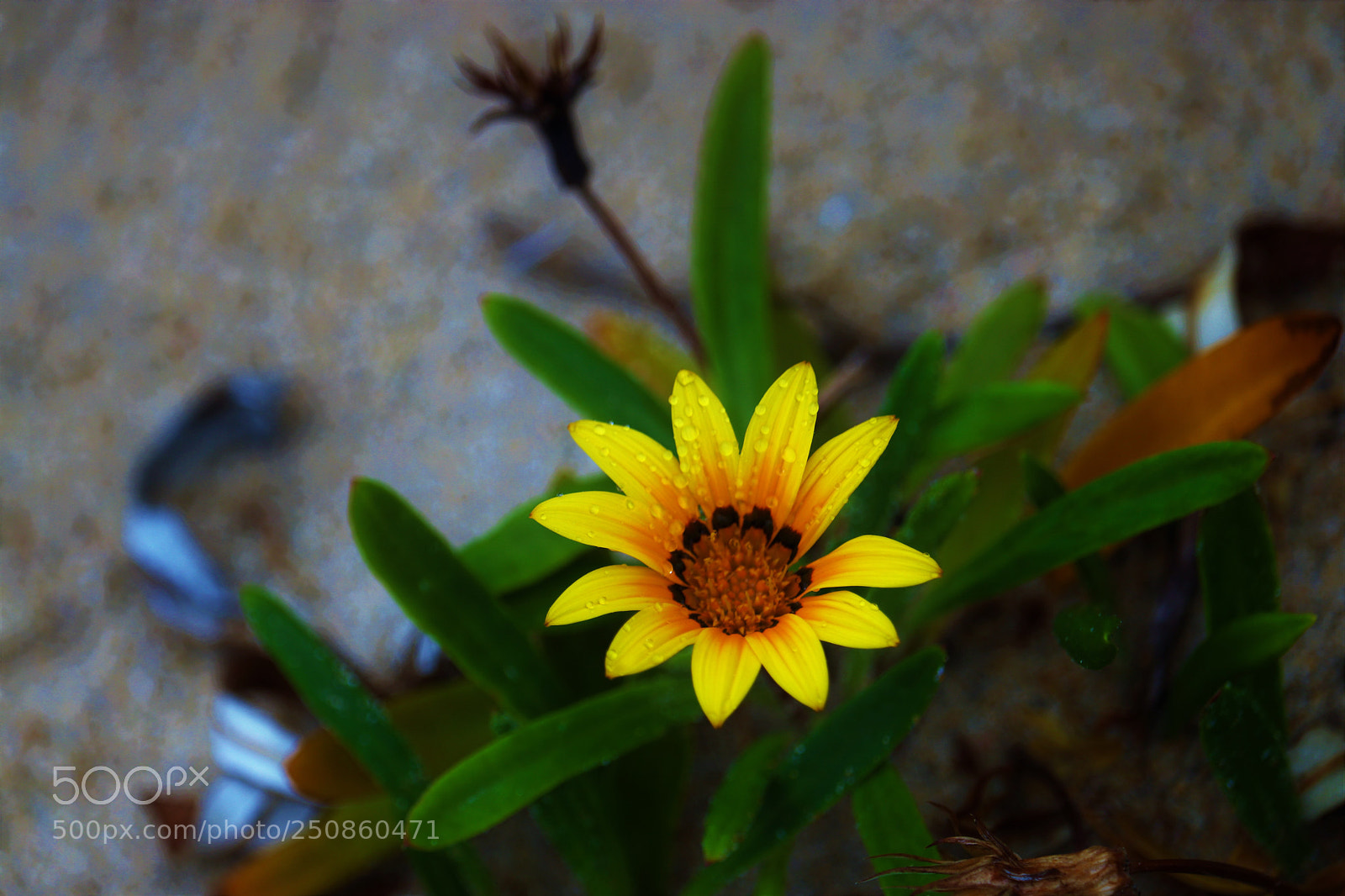 Canon EOS 80D sample photo. Little wet photography
