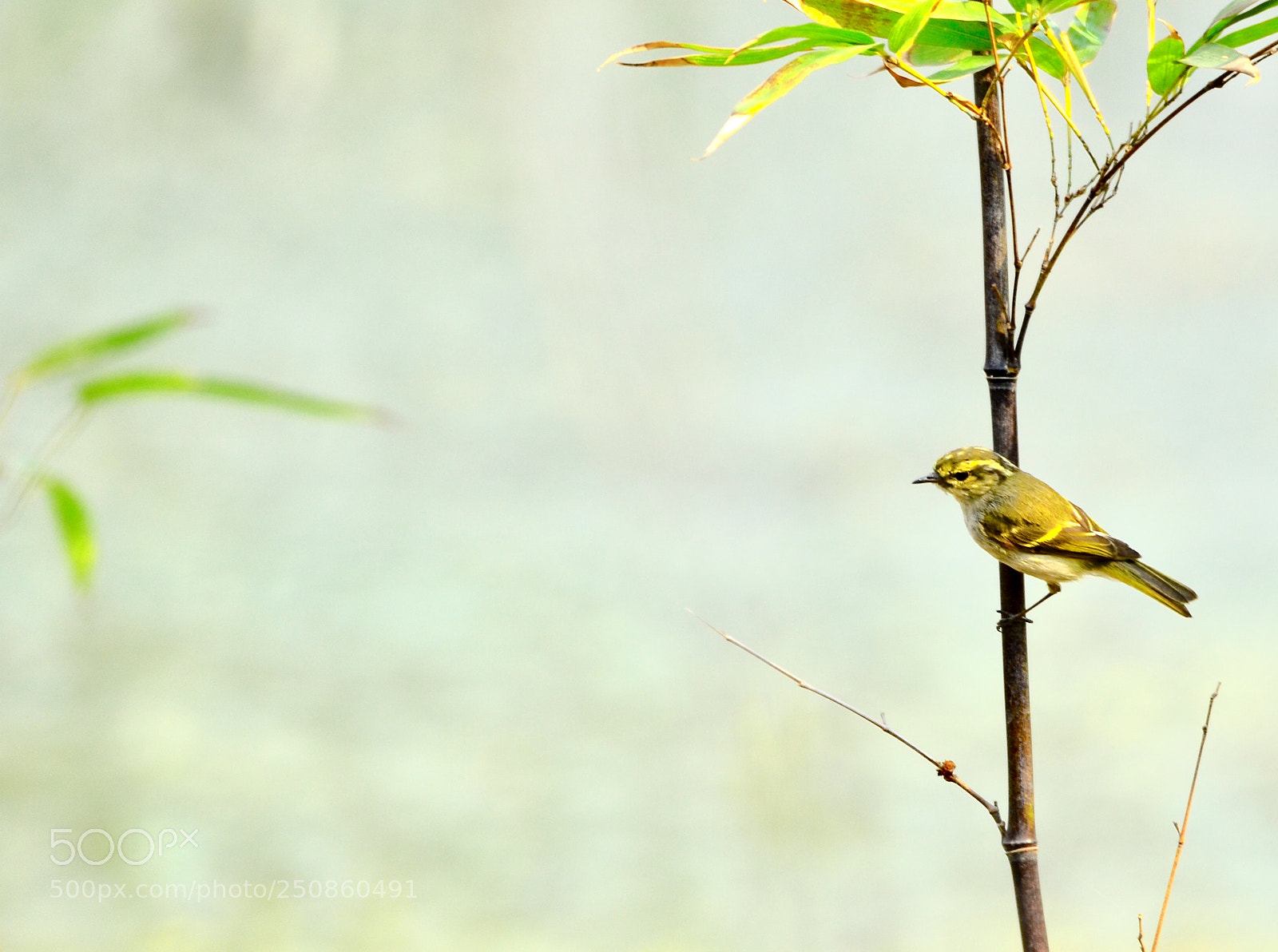 Nikon D7000 sample photo. 柳莺 photography