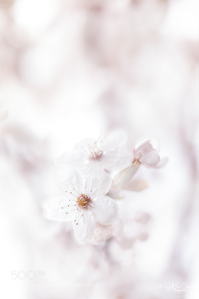 Canon EOS 5D Mark IV sample photo. Spring feelings photography