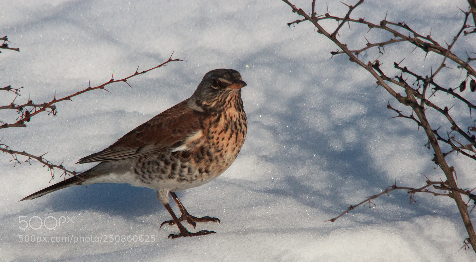 Canon EOS 600D (Rebel EOS T3i / EOS Kiss X5) sample photo. Turdus pilaris in a photography