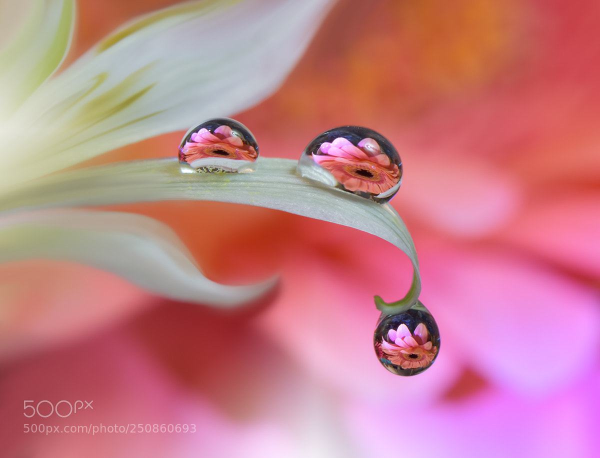 Nikon D810 sample photo. ~o~o~o~ photography