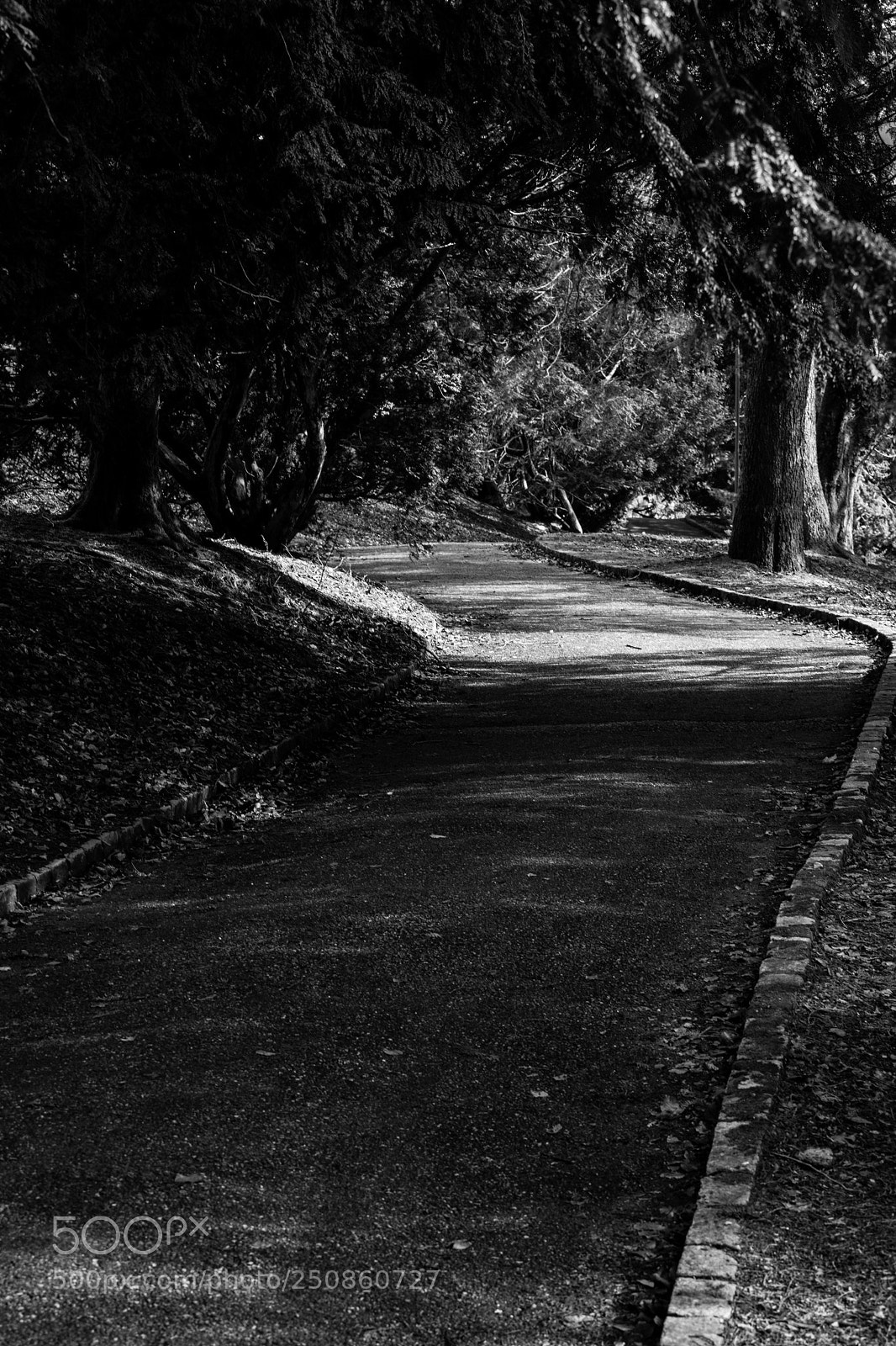 Canon EOS 5D Mark IV sample photo. The pathway photography