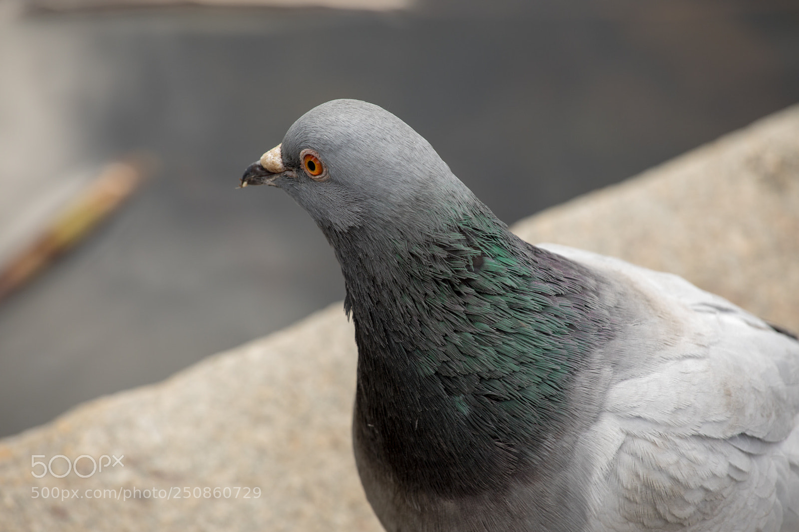 Canon EOS 5D Mark IV sample photo. A birds eye photography