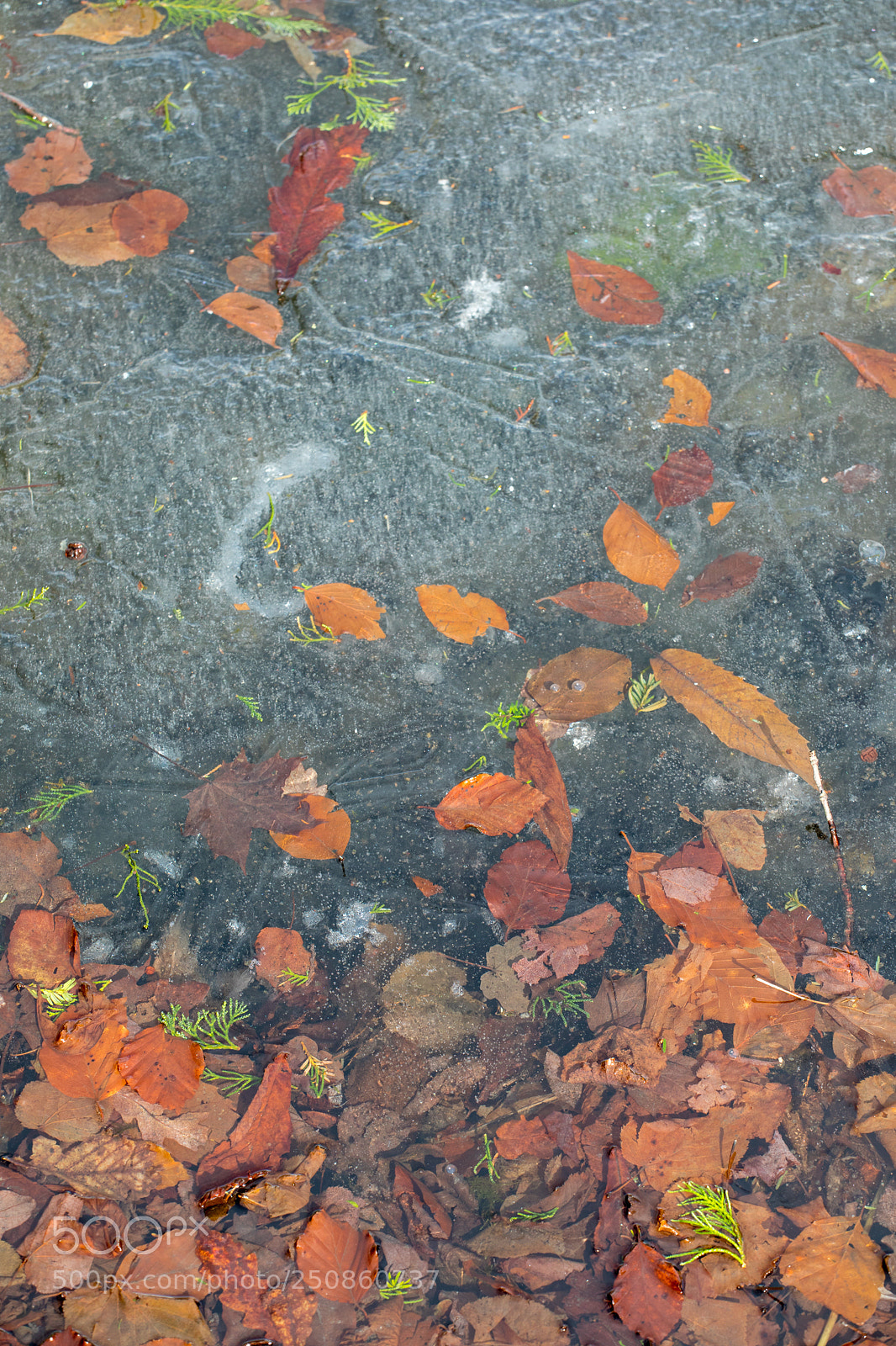 Canon EOS 5D Mark IV sample photo. The leaves in ice photography