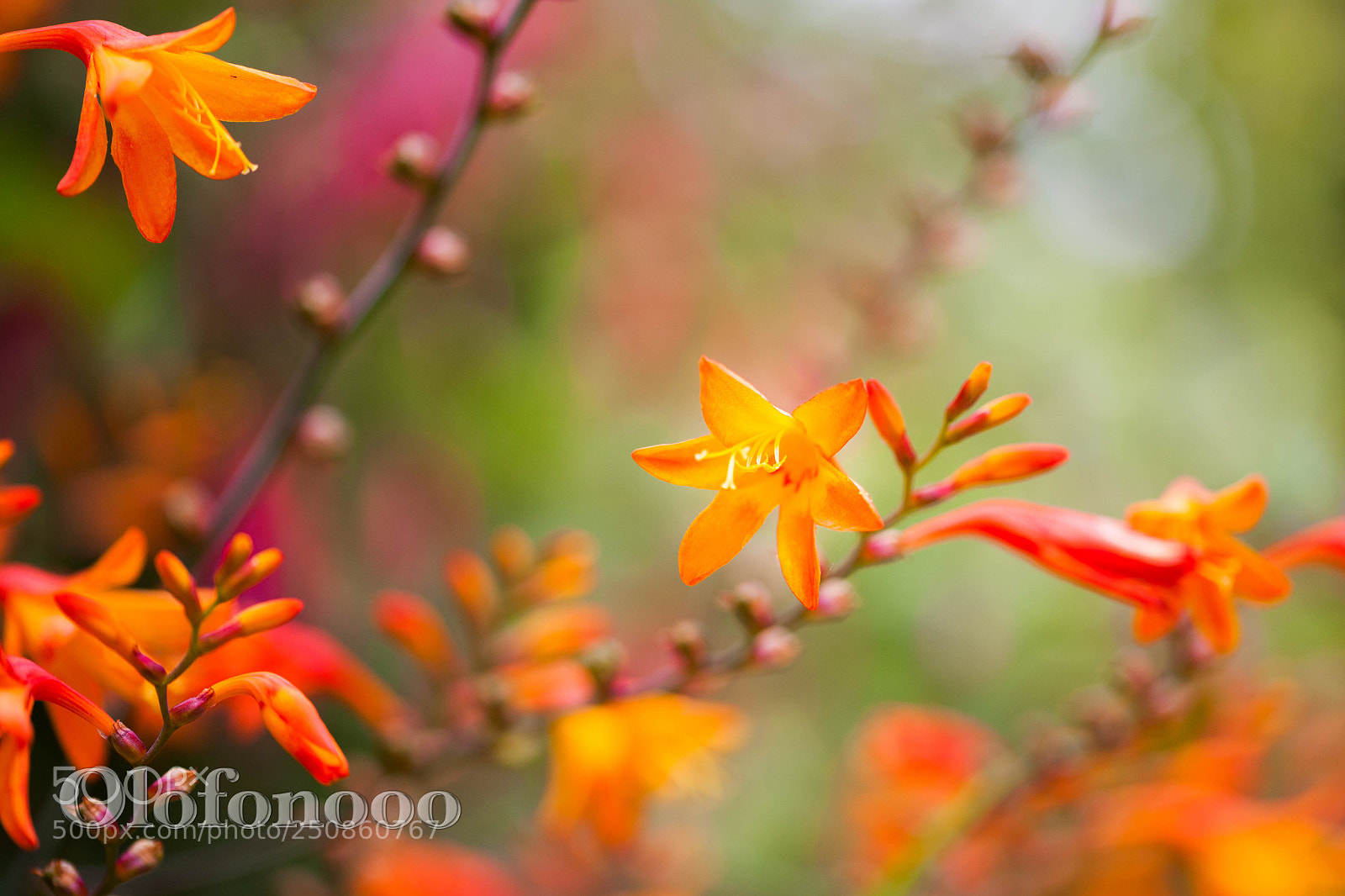 Canon EOS 5D Mark II sample photo. Colourful flowers photography