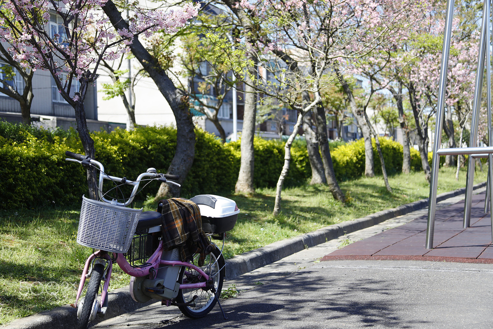 Canon EF 28-135mm F3.5-5.6 IS USM sample photo. Sakura in elementary school photography