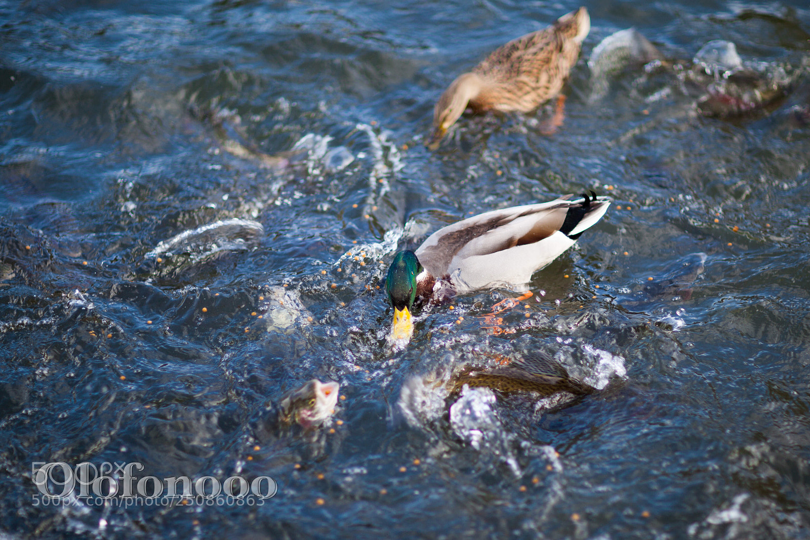 Canon EOS 5D Mark II sample photo. Gulp photography