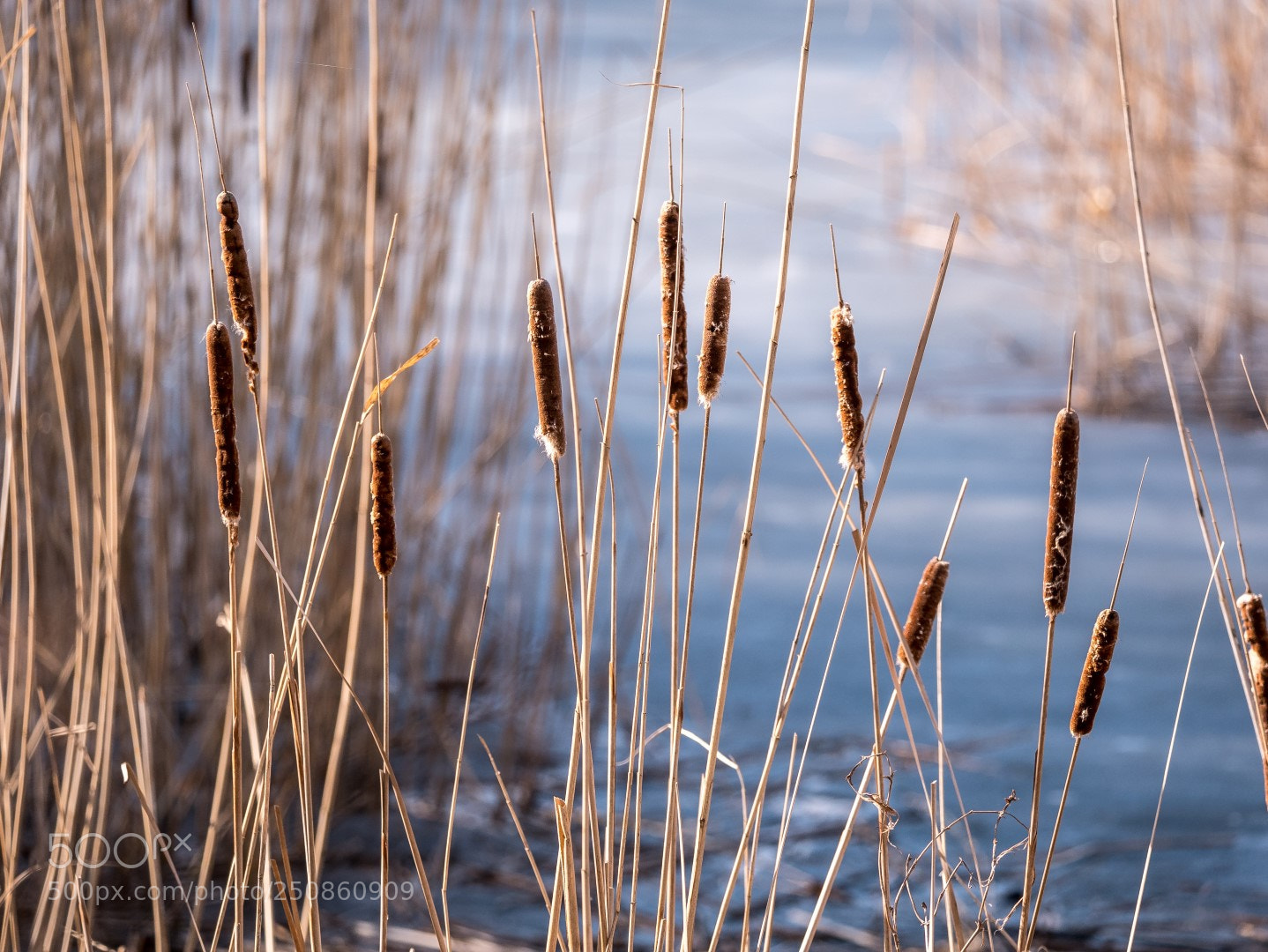 Panasonic Lumix DMC-GX85 (Lumix DMC-GX80 / Lumix DMC-GX7 Mark II) sample photo. рогоз photography