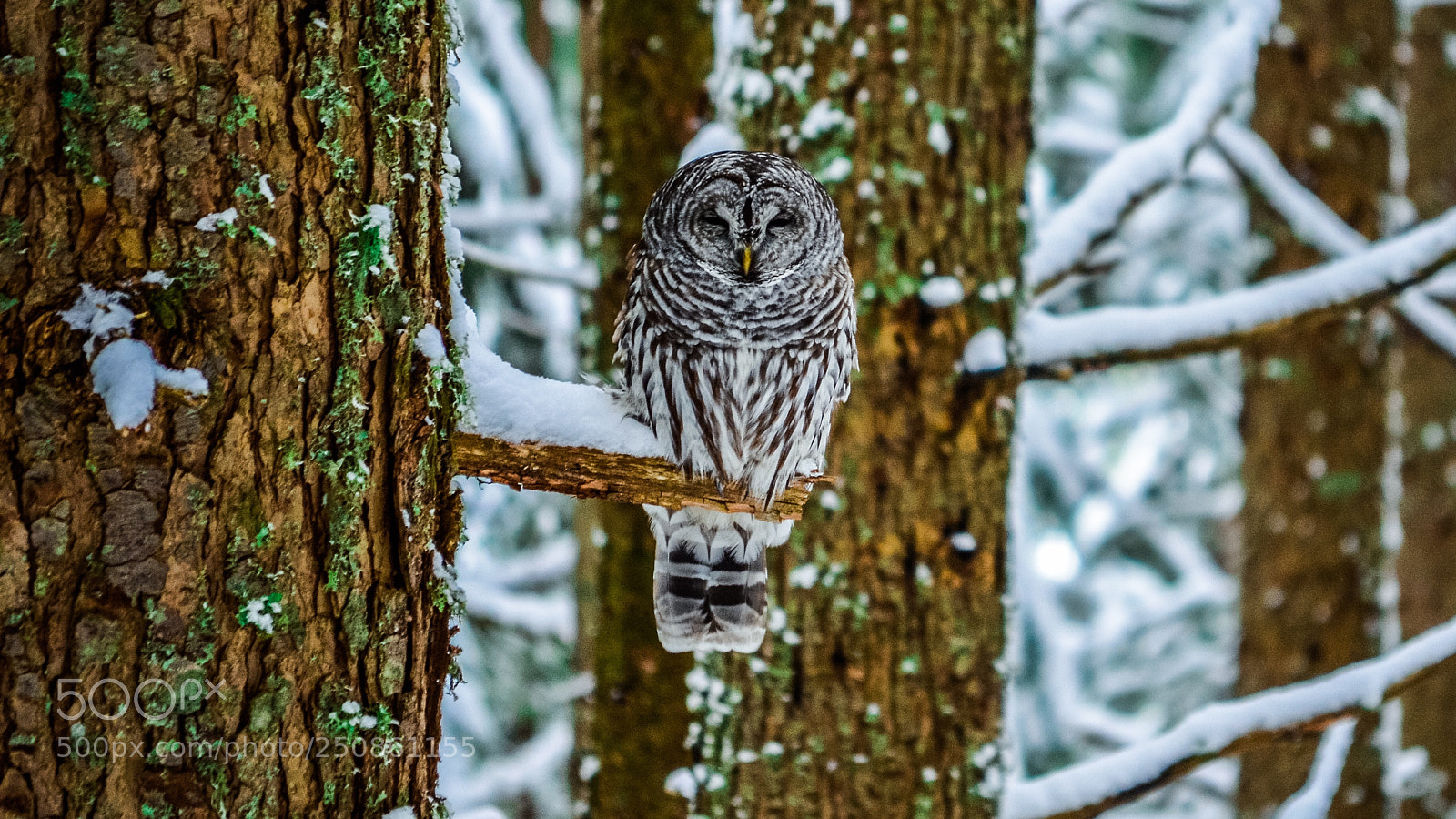 Nikon D5100 sample photo. Resting owl snapped while photography