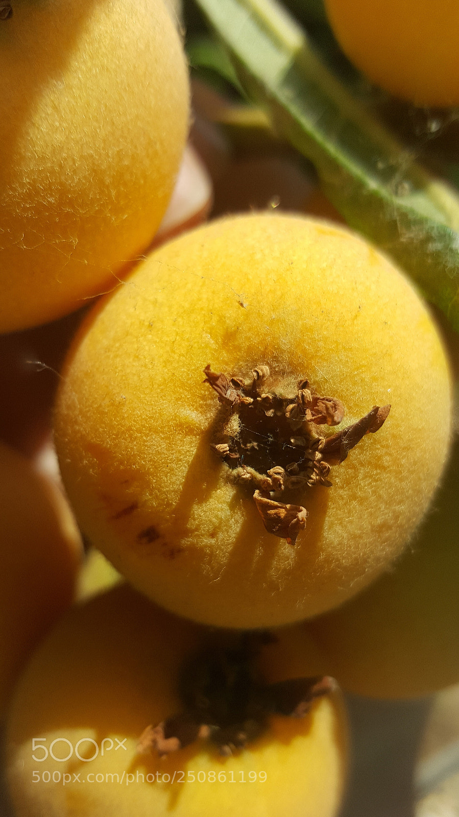 Samsung Galaxy Note5 sample photo. Loquat fruit photography