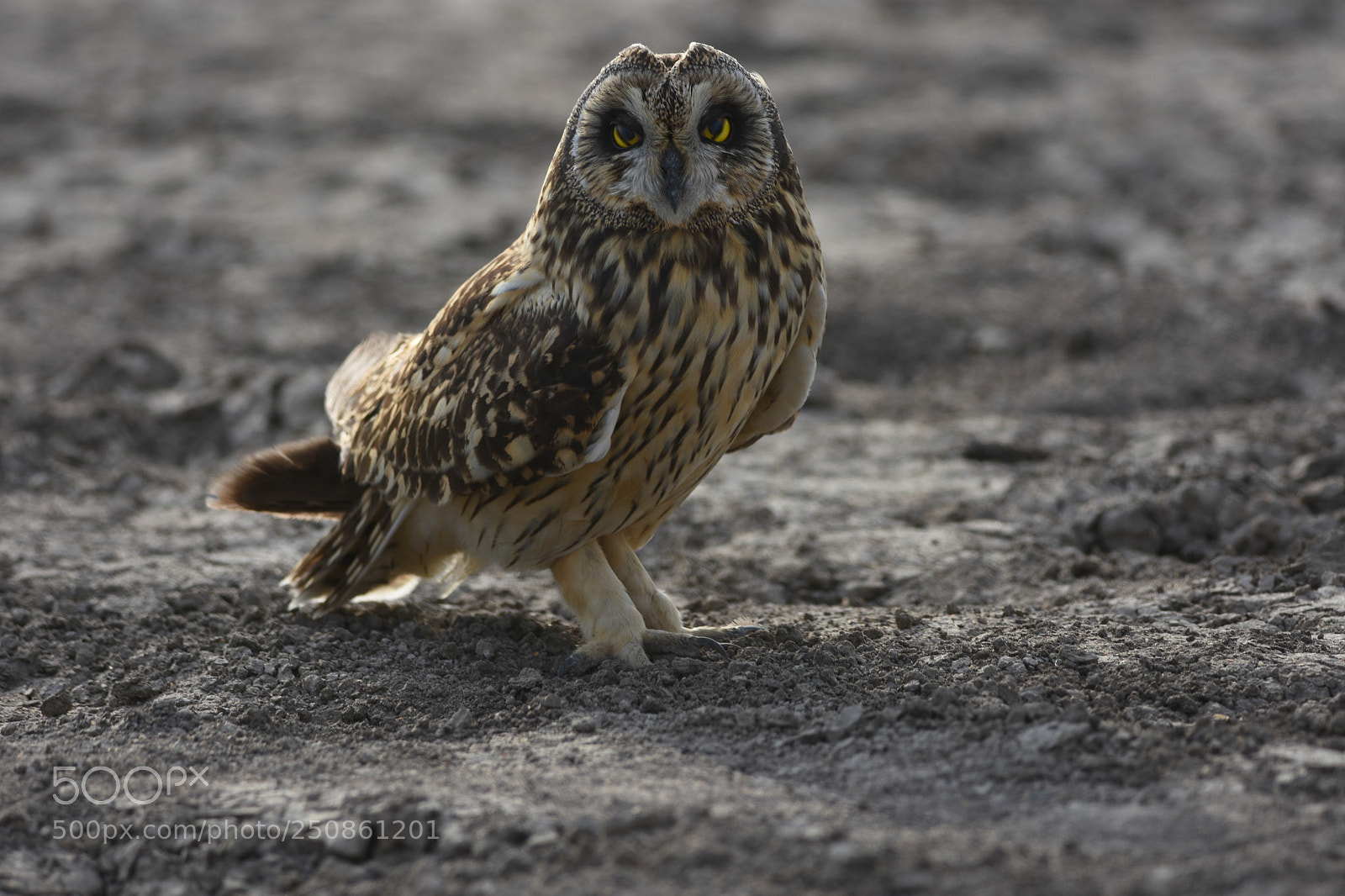 Nikon D7200 sample photo. Short eared owl photography