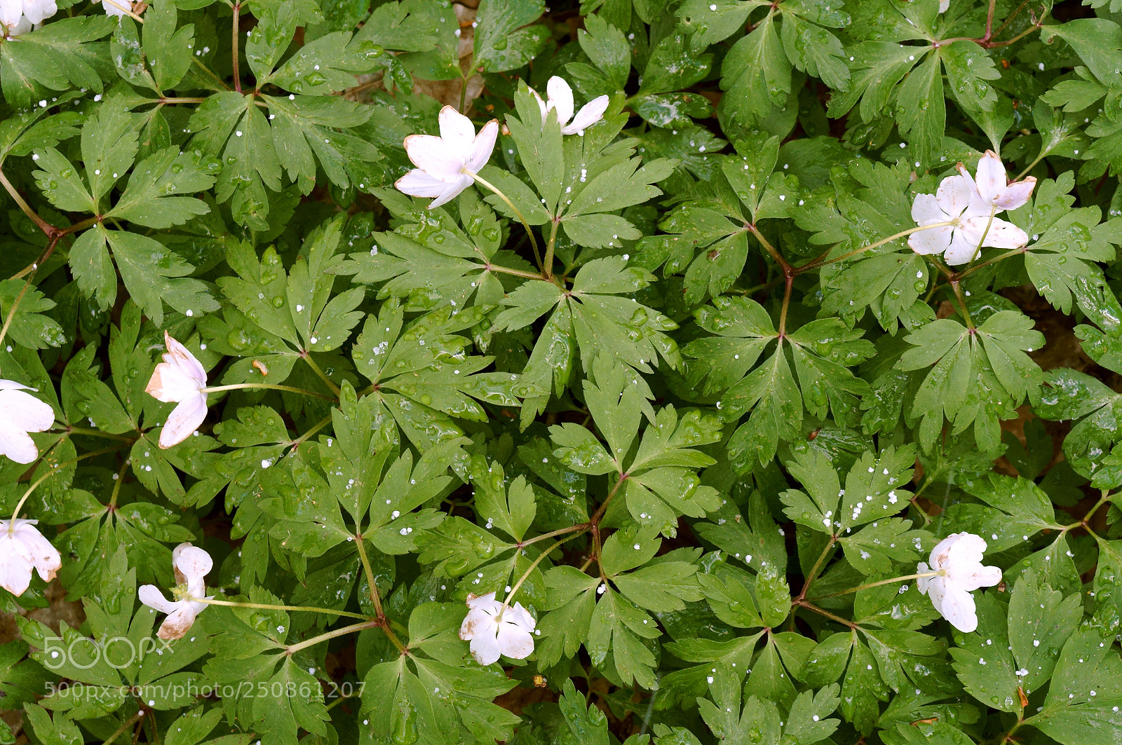Sony Alpha NEX-3N sample photo. Anemone, forest, spring, flowers photography