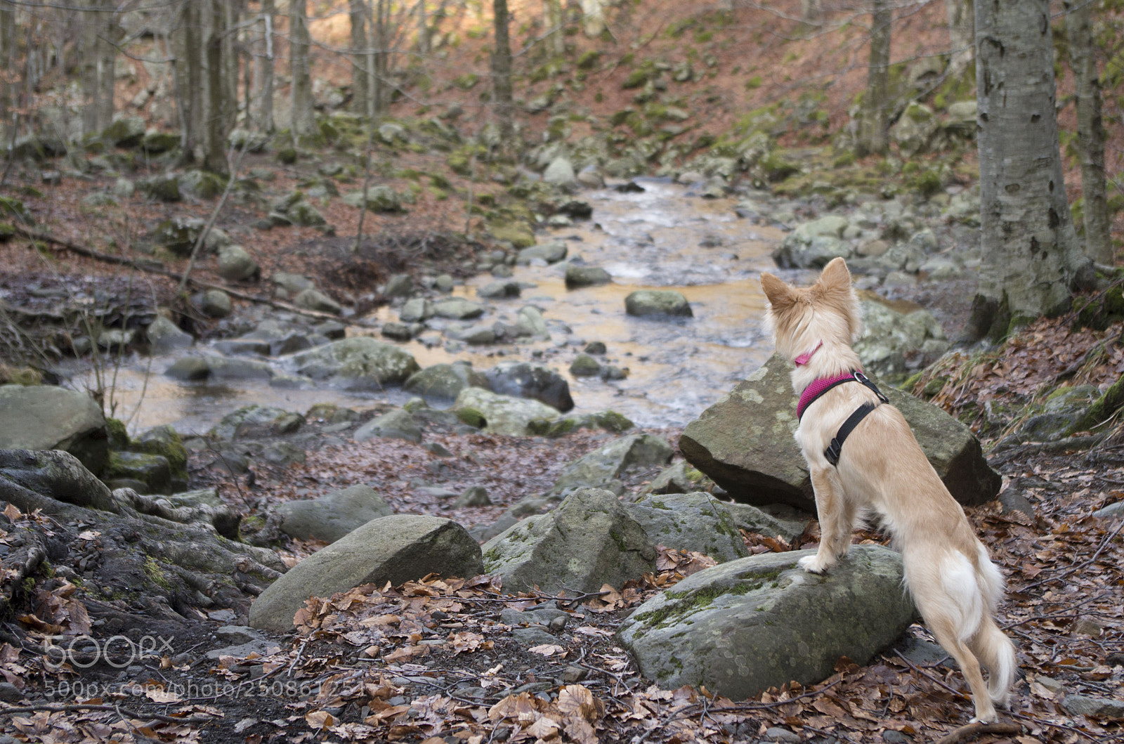 Pentax K-30 sample photo. Bonney photography