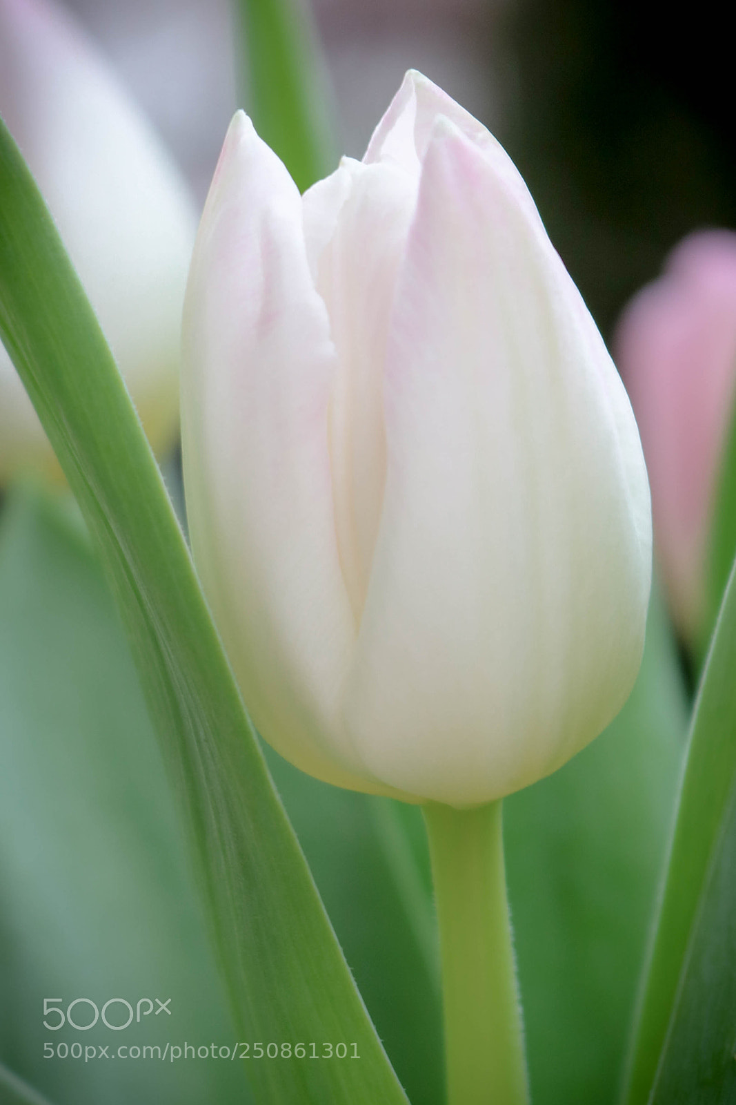 Canon EOS 750D (EOS Rebel T6i / EOS Kiss X8i) sample photo. Lieblingsblume... photography