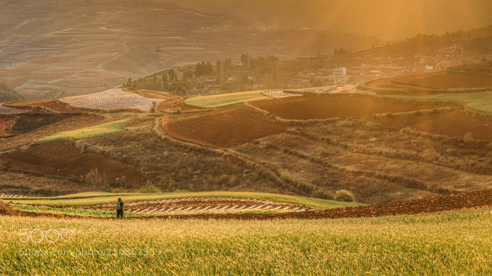 Sony a7R II sample photo. Patches of gold photography