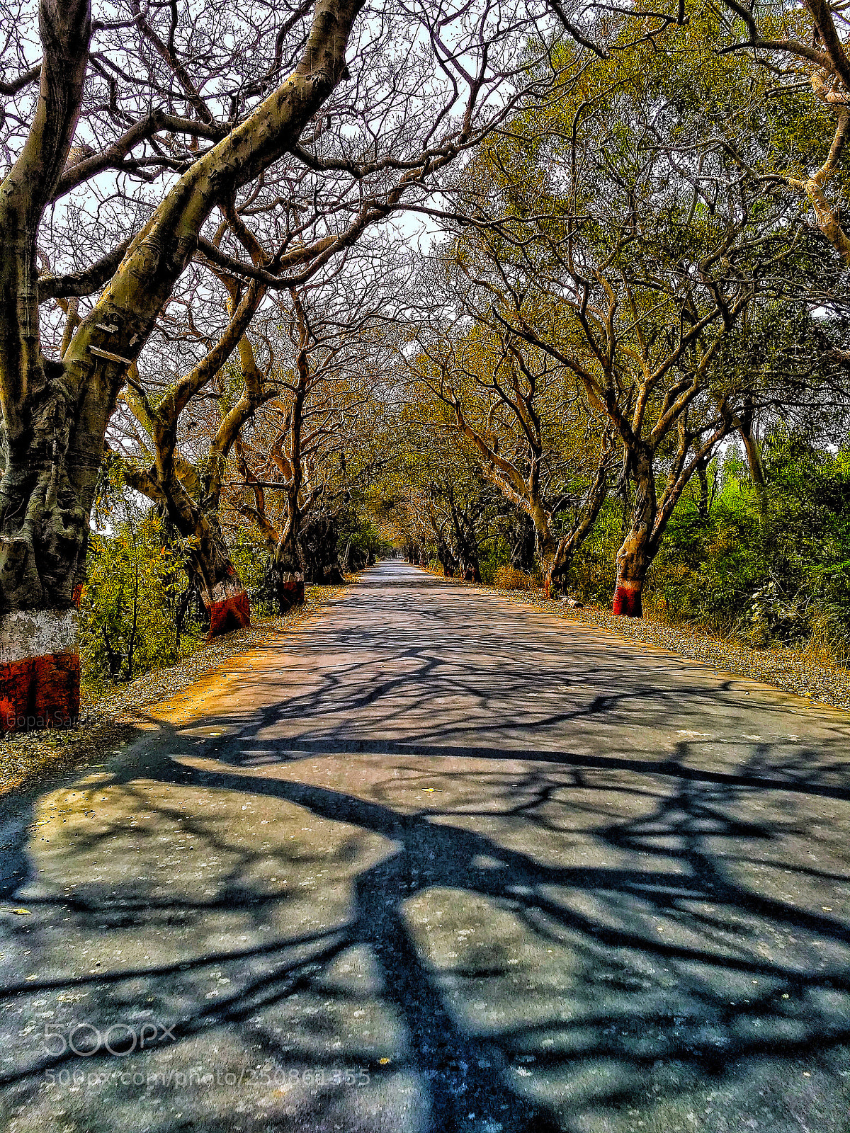 Xiaomi Redmi 3S sample photo. Nature arts photography