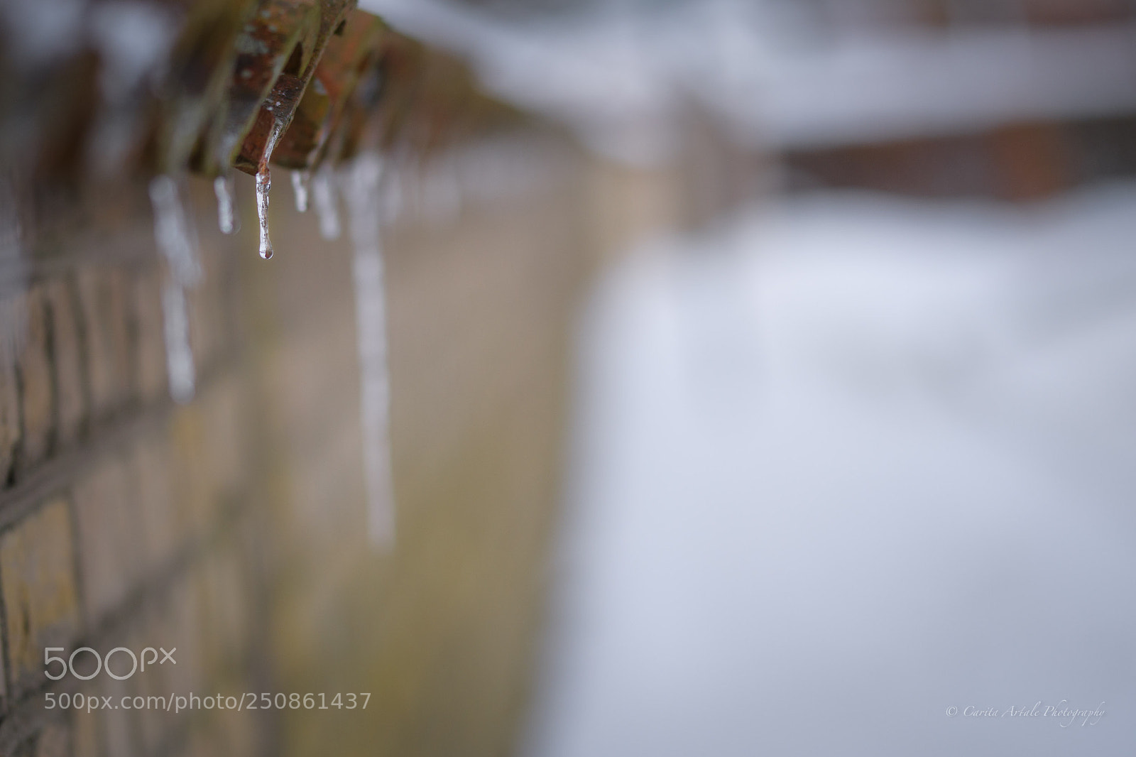 Nikon D500 sample photo. Waiting photography