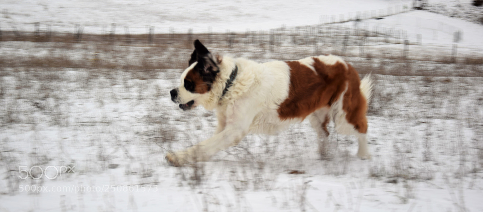Nikon D3300 sample photo. Correndo felicemente / running happily photography