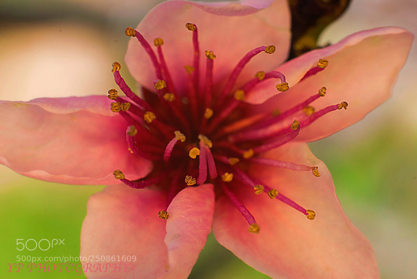 Nikon D200 sample photo. Untitled photography