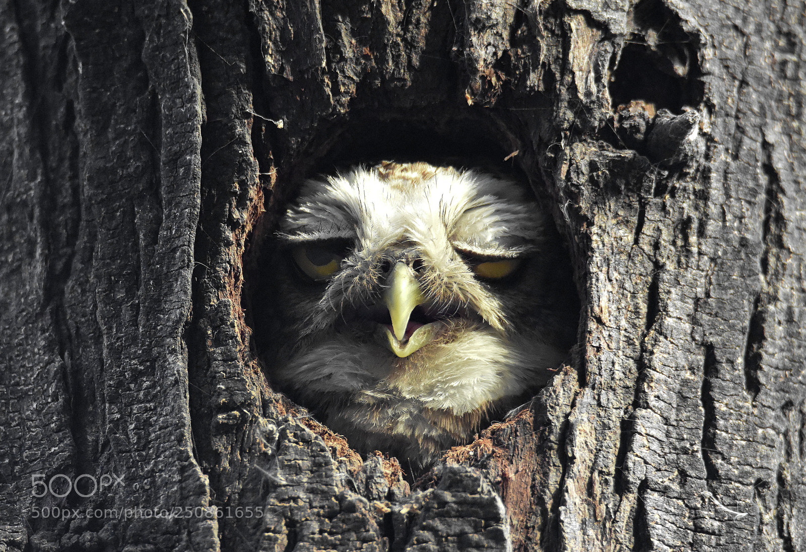 Nikon D7200 sample photo. Spotted owlet photography