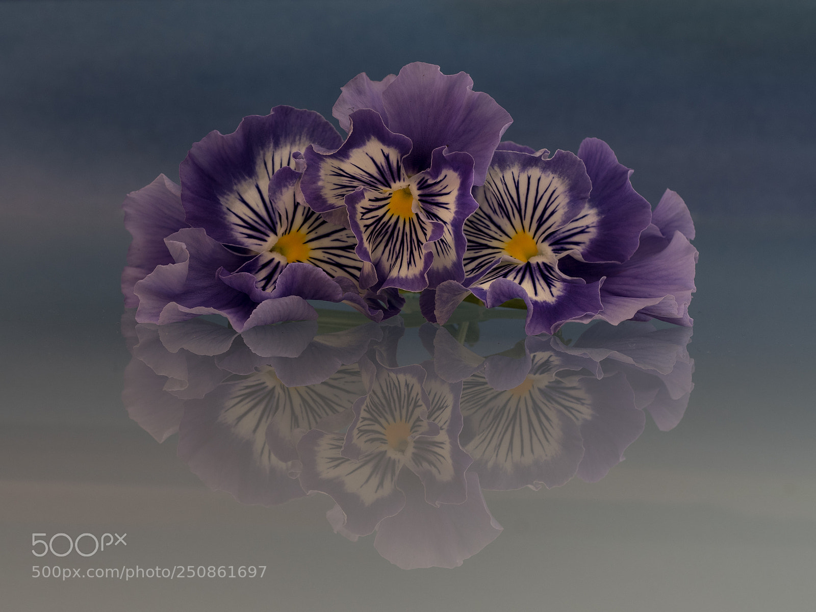 Olympus OM-D E-M5 II sample photo. Pansies photography