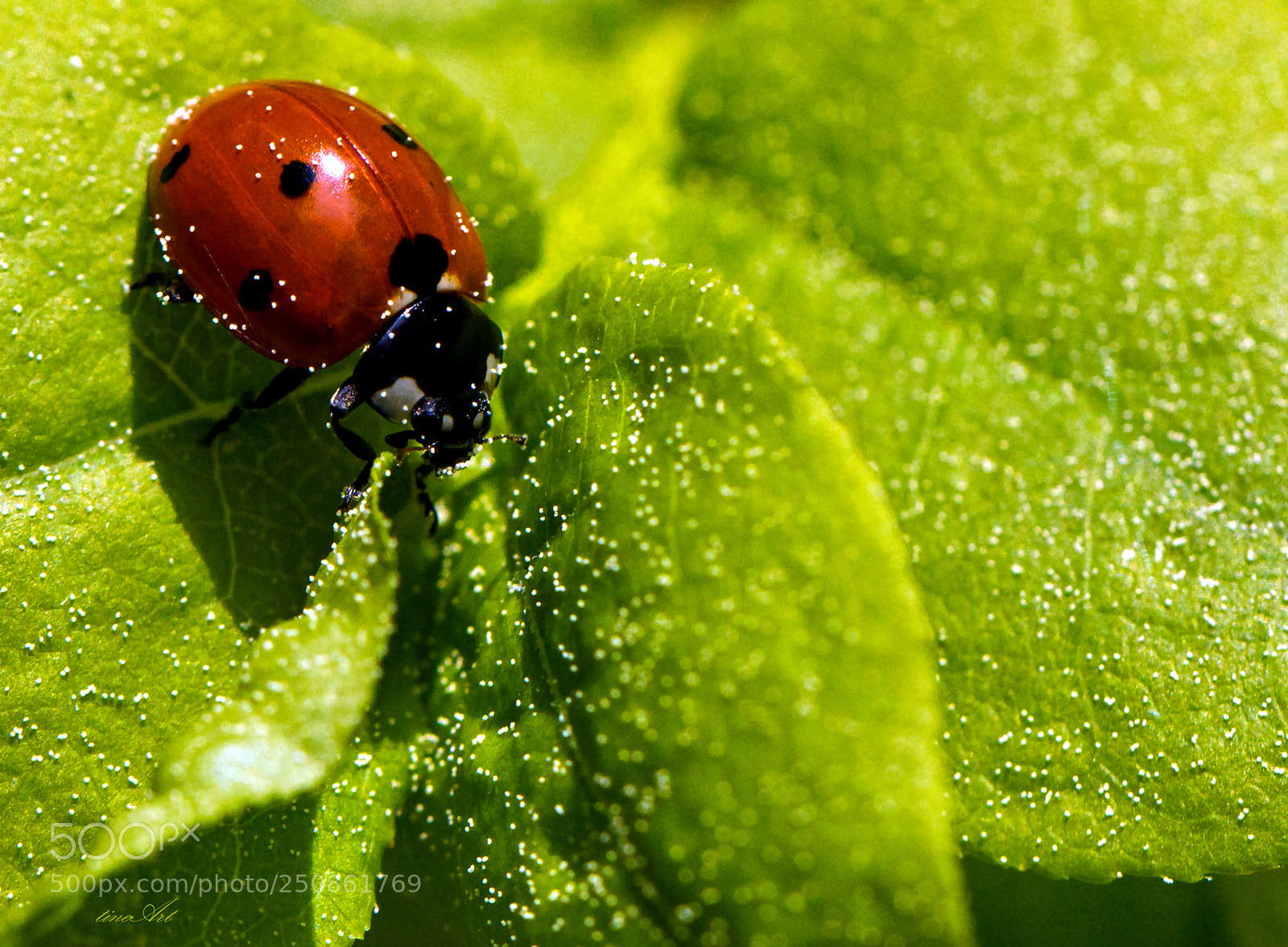 Canon EOS 550D (EOS Rebel T2i / EOS Kiss X4) sample photo. Marienkäfer - marybeetle photography