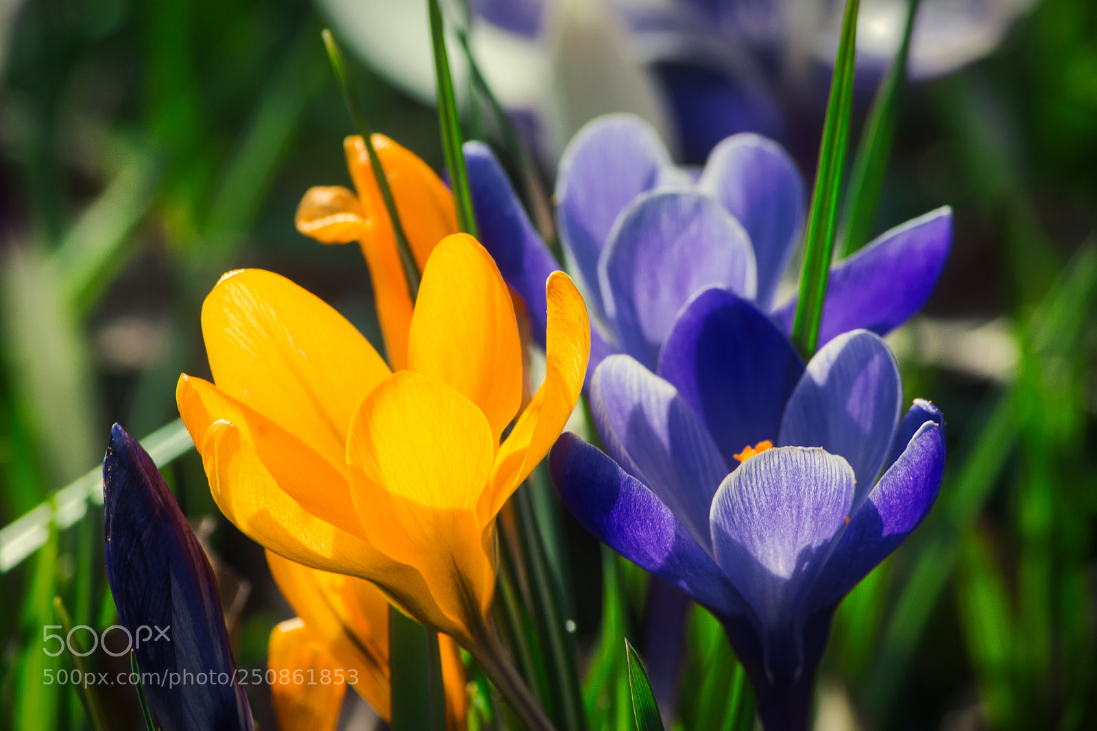 Canon EOS 600D (Rebel EOS T3i / EOS Kiss X5) sample photo. Crocus colours photography