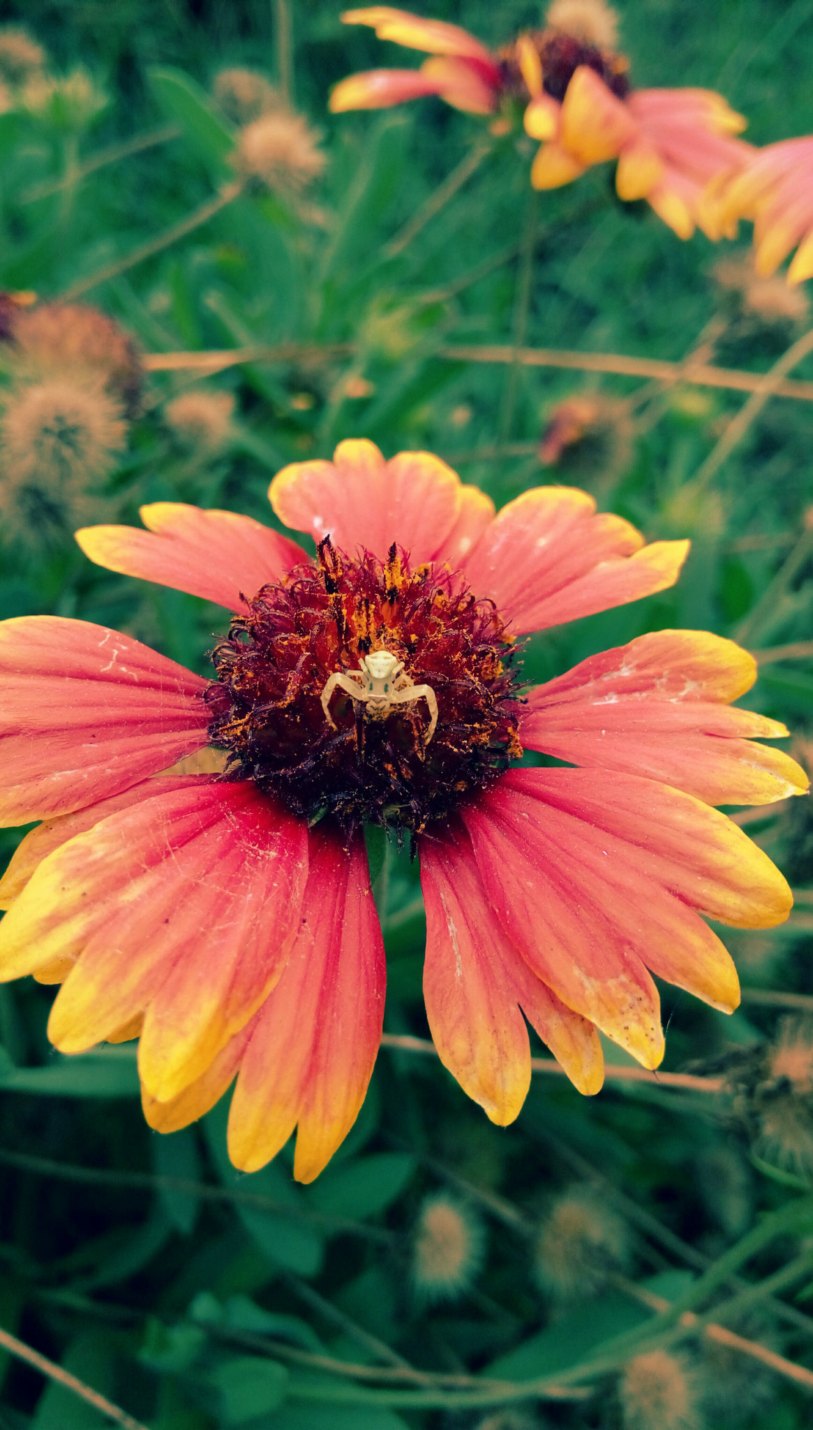 HTC DESIRE 728G DUAL SIM sample photo. Flower and spider photography