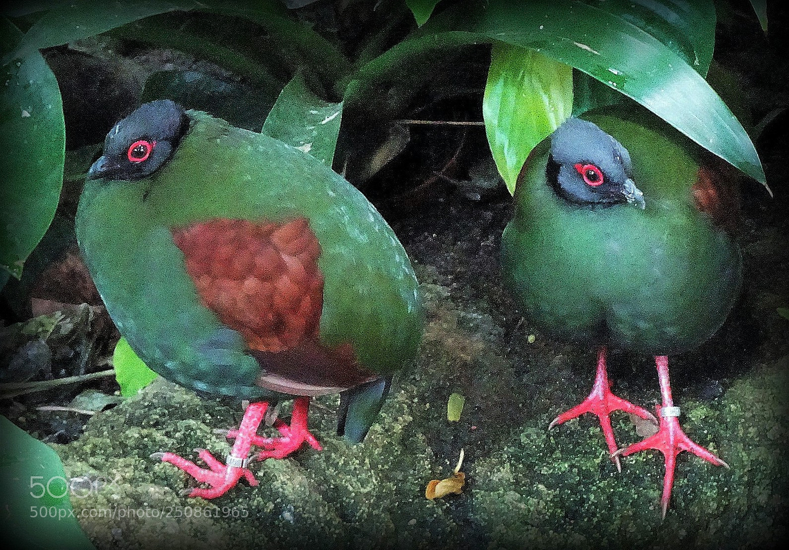 Sony Cyber-shot DSC-HX80 sample photo. "green and red" photography