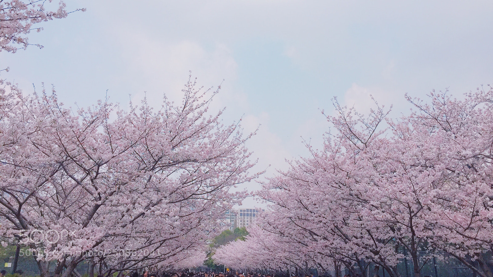 Apple iPhone 6 Plus sample photo. 桜の花 photography