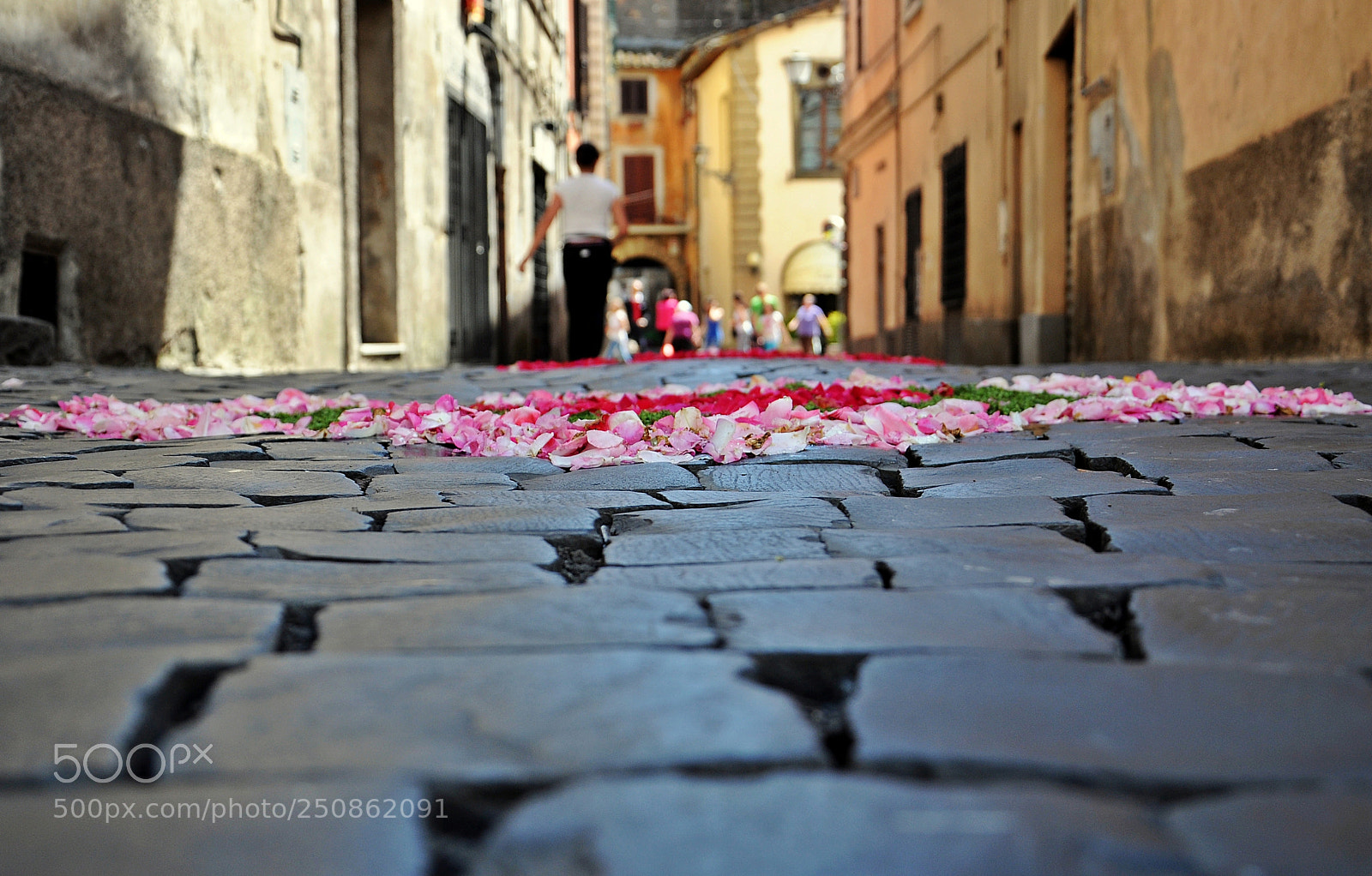 Nikon D90 sample photo. Flowers on the road photography