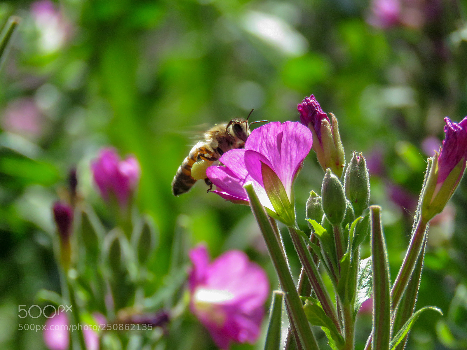 Canon PowerShot SX60 HS sample photo. Doing honey stuff photography