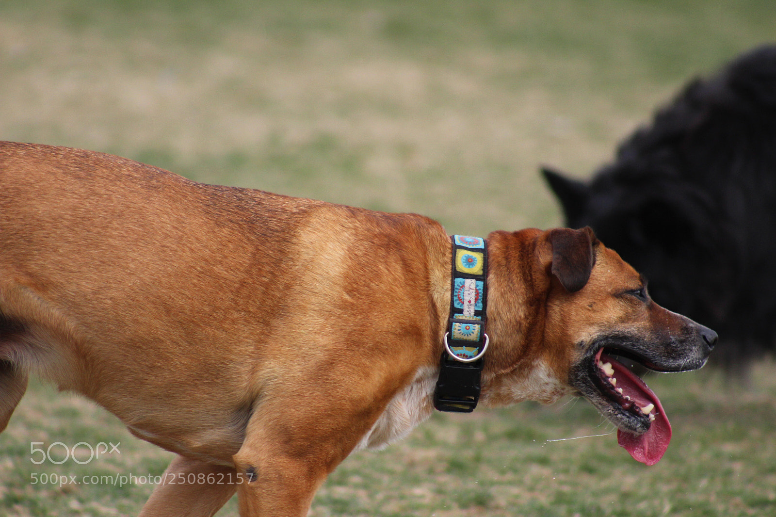 Canon EOS 1300D (EOS Rebel T6 / EOS Kiss X80) sample photo. Old dog photography