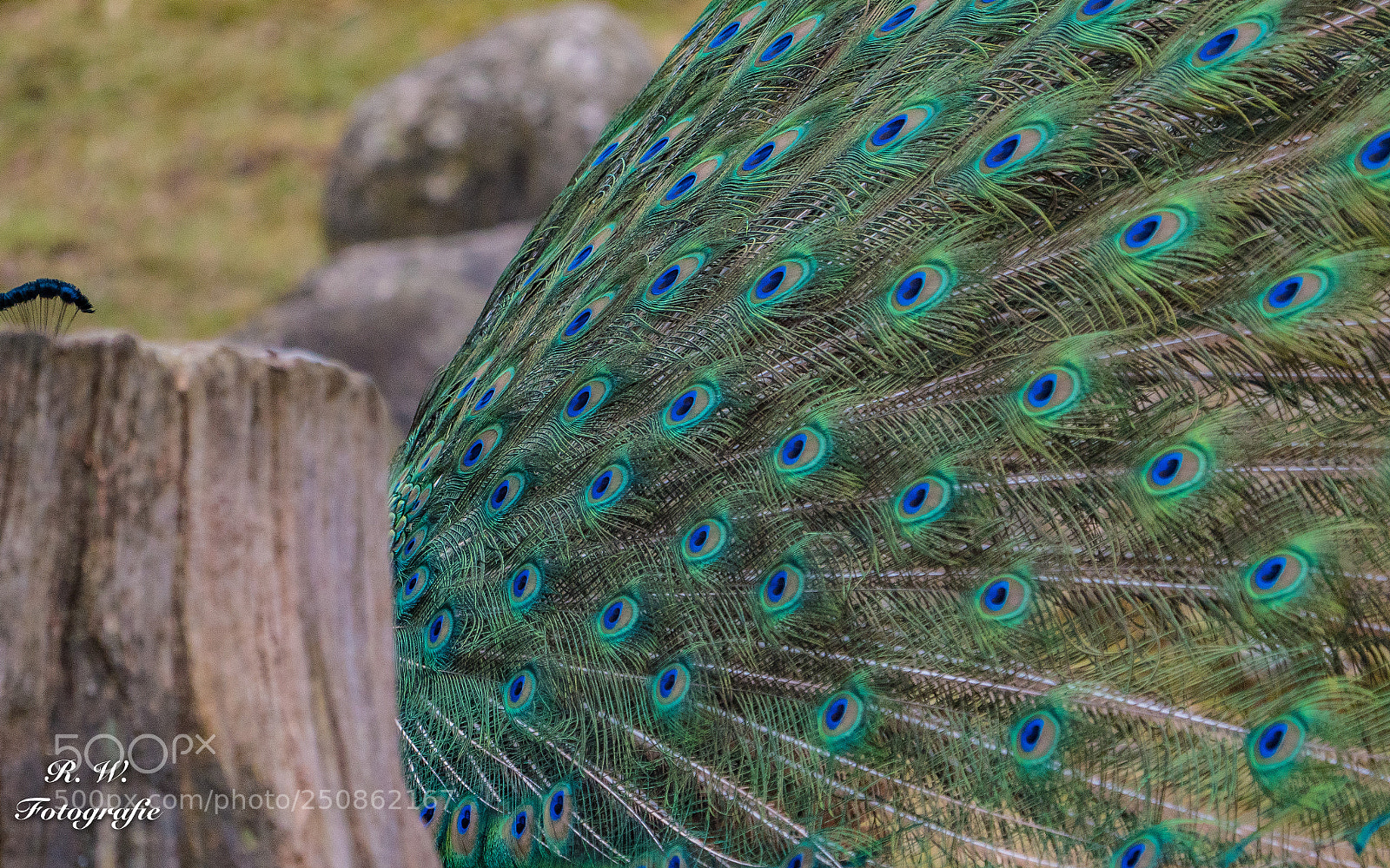 Panasonic Lumix DC-G9 sample photo. Pfau / peacock photography