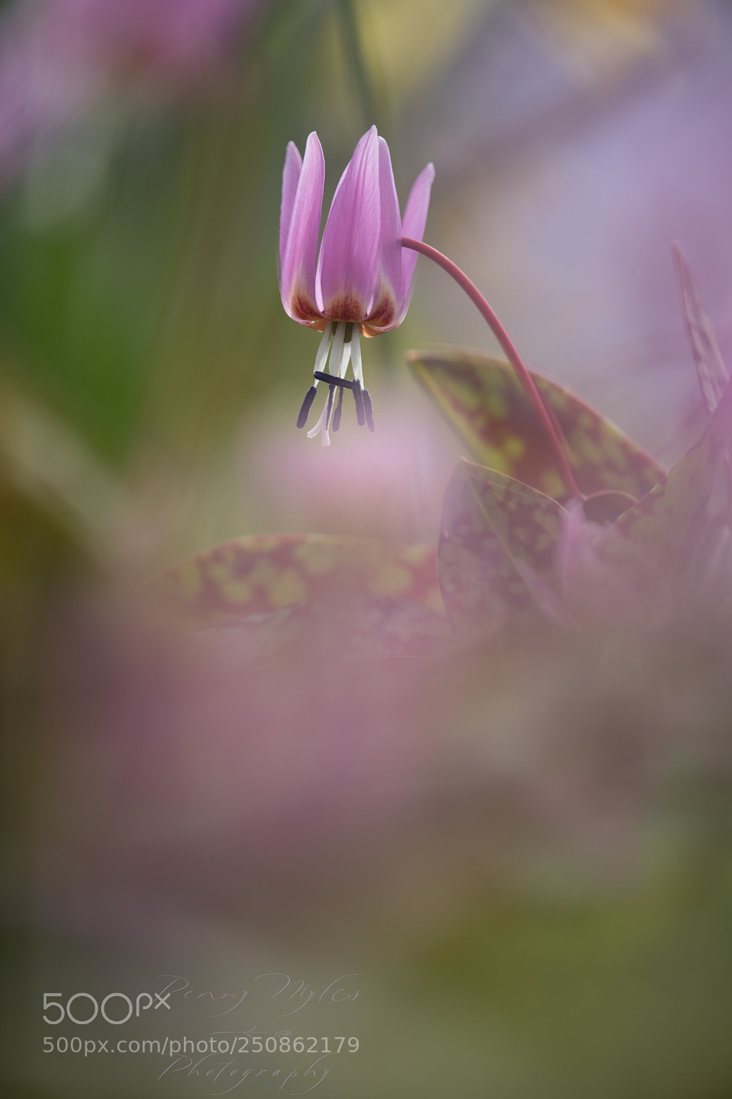 Canon EOS 5D Mark IV sample photo. Erythronium photography