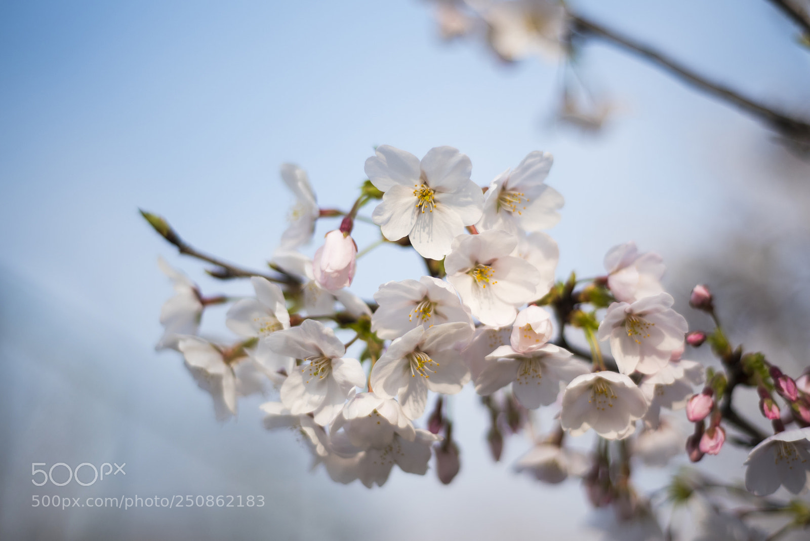 Nikon D750 sample photo. 桜の花 photography