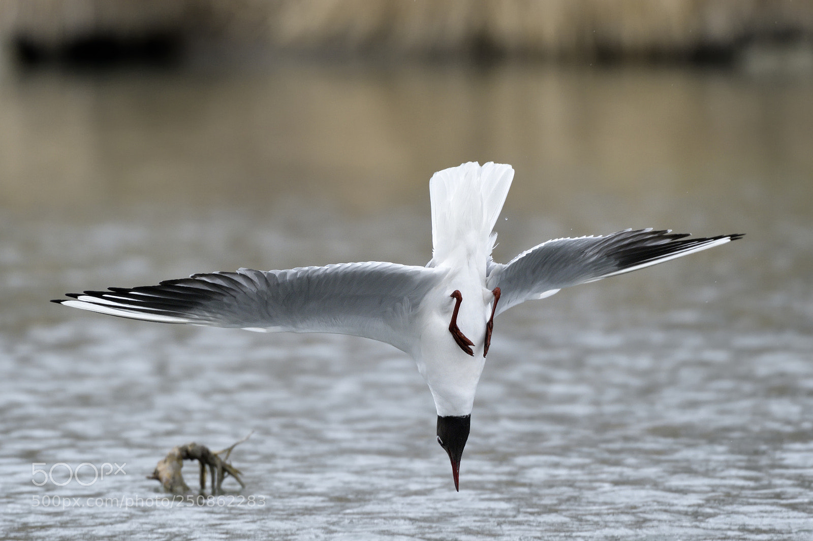 Nikon AF-S Nikkor 200-500mm F5.6E ED VR sample photo. Seagull photography