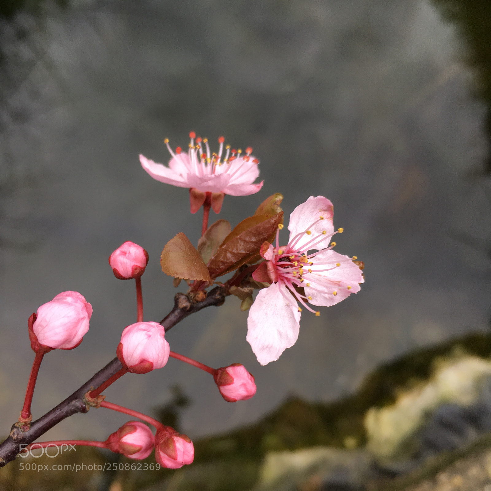 Apple iPhone SE sample photo. Cherry blossom  photography