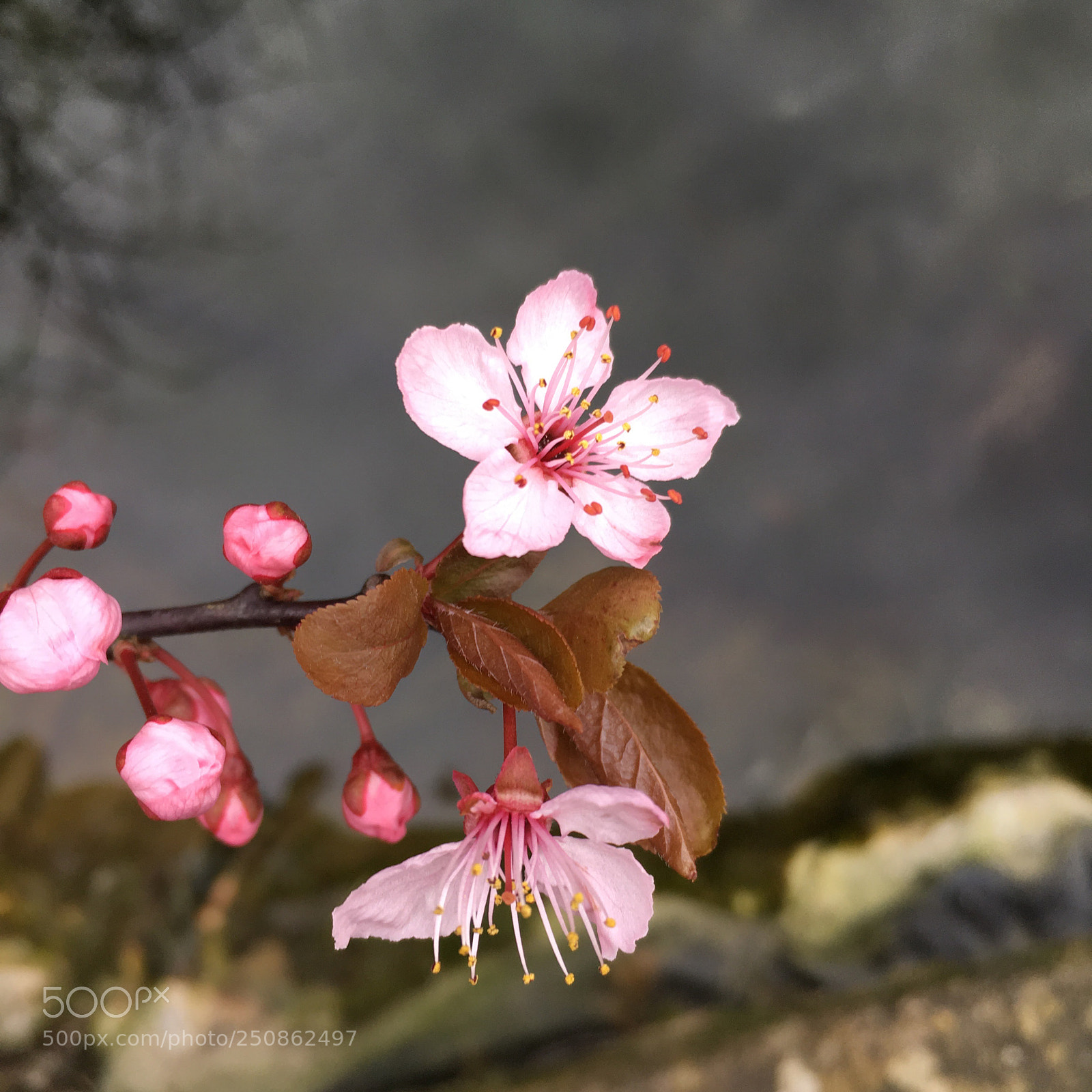 Apple iPhone SE sample photo. Cherry blossoms  photography