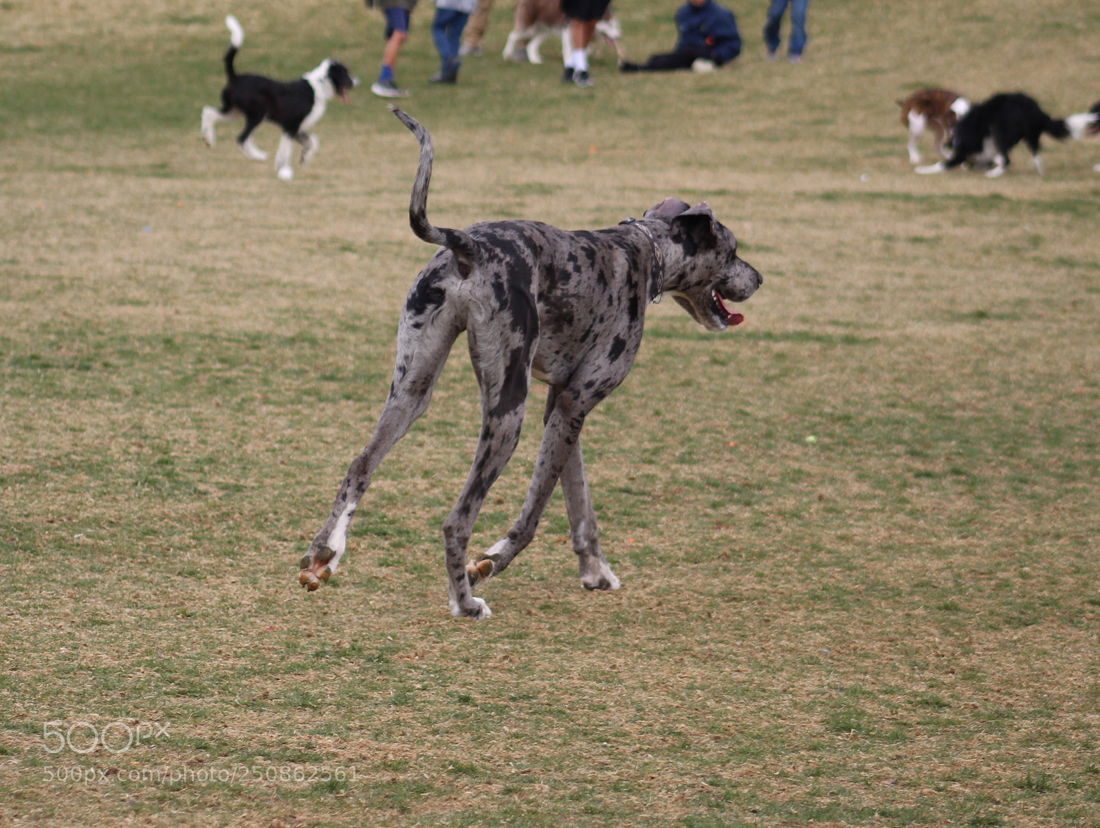 Canon EOS 1300D (EOS Rebel T6 / EOS Kiss X80) sample photo. Great dane photography