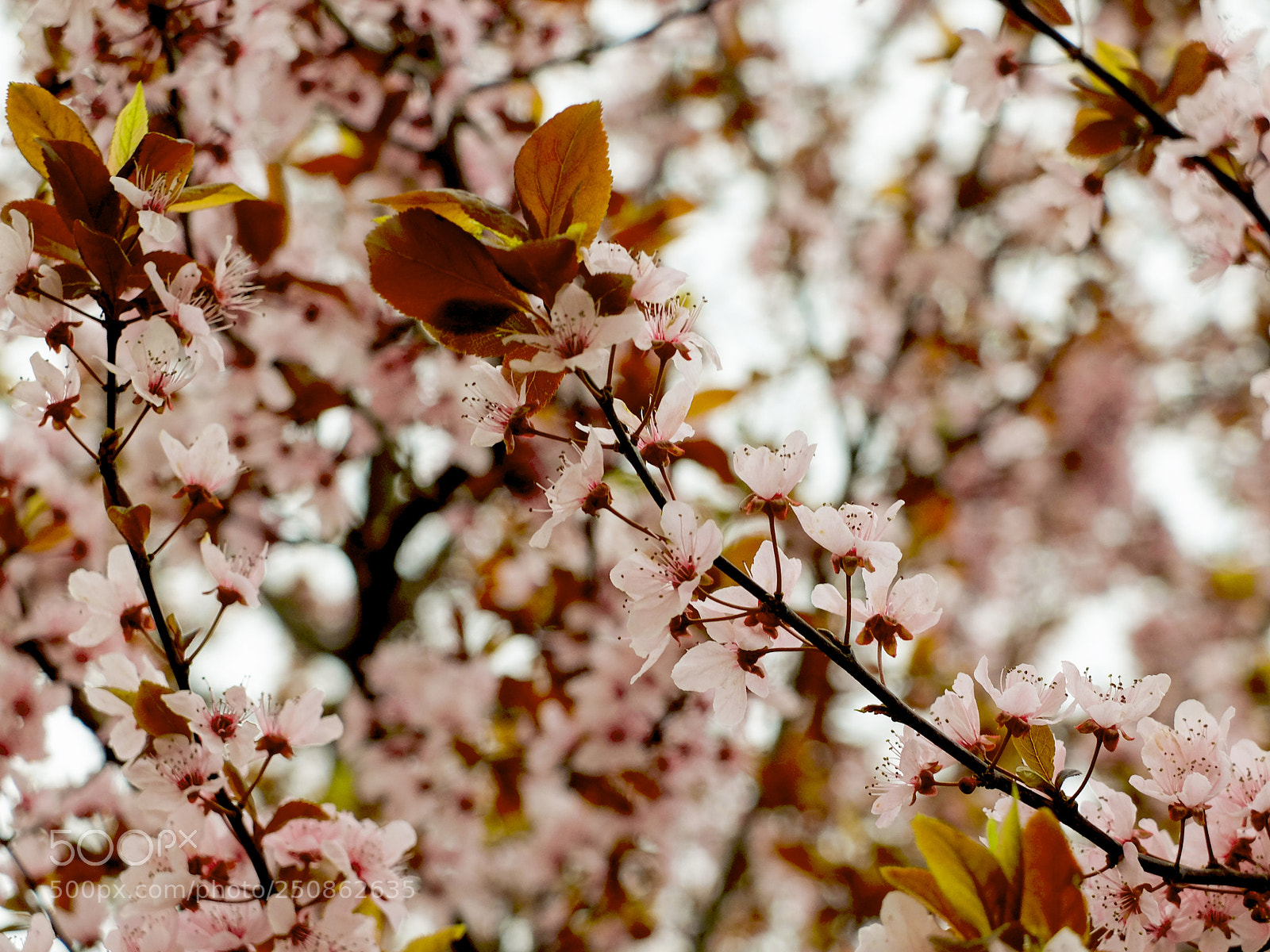 Fujifilm X20 sample photo. Spring photography