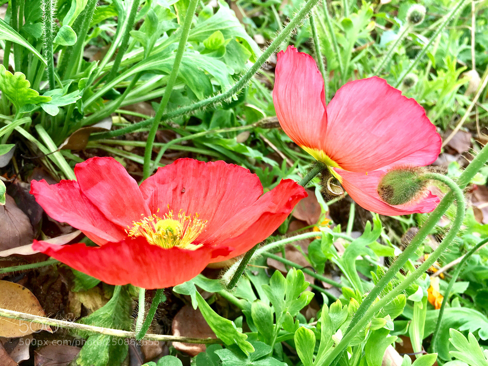 Apple iPhone 6s sample photo. 花 photography