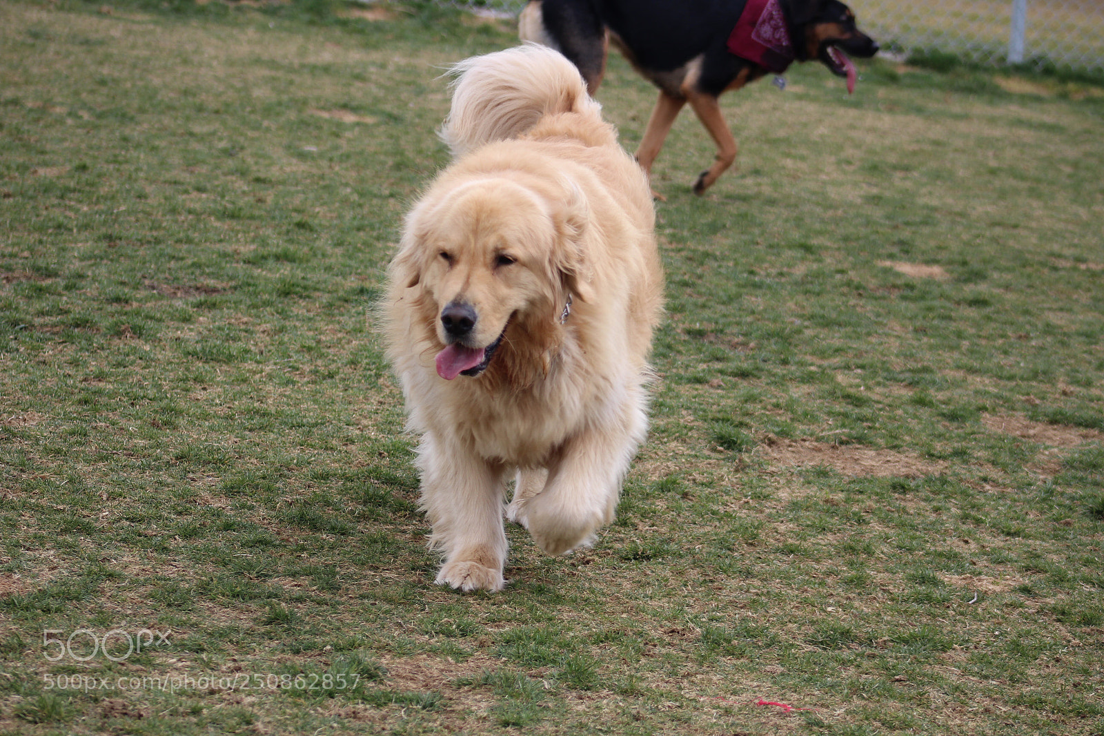 Canon EOS 1300D (EOS Rebel T6 / EOS Kiss X80) sample photo. Golden lab photography