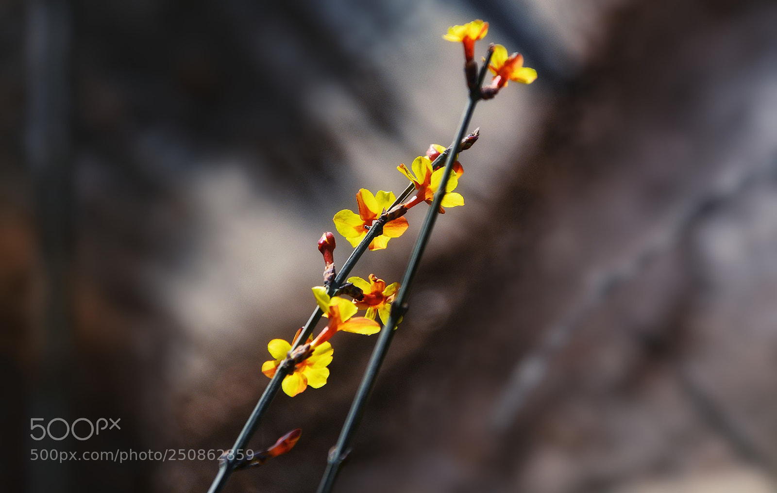 Nikon D7100 sample photo. 「春」 photography