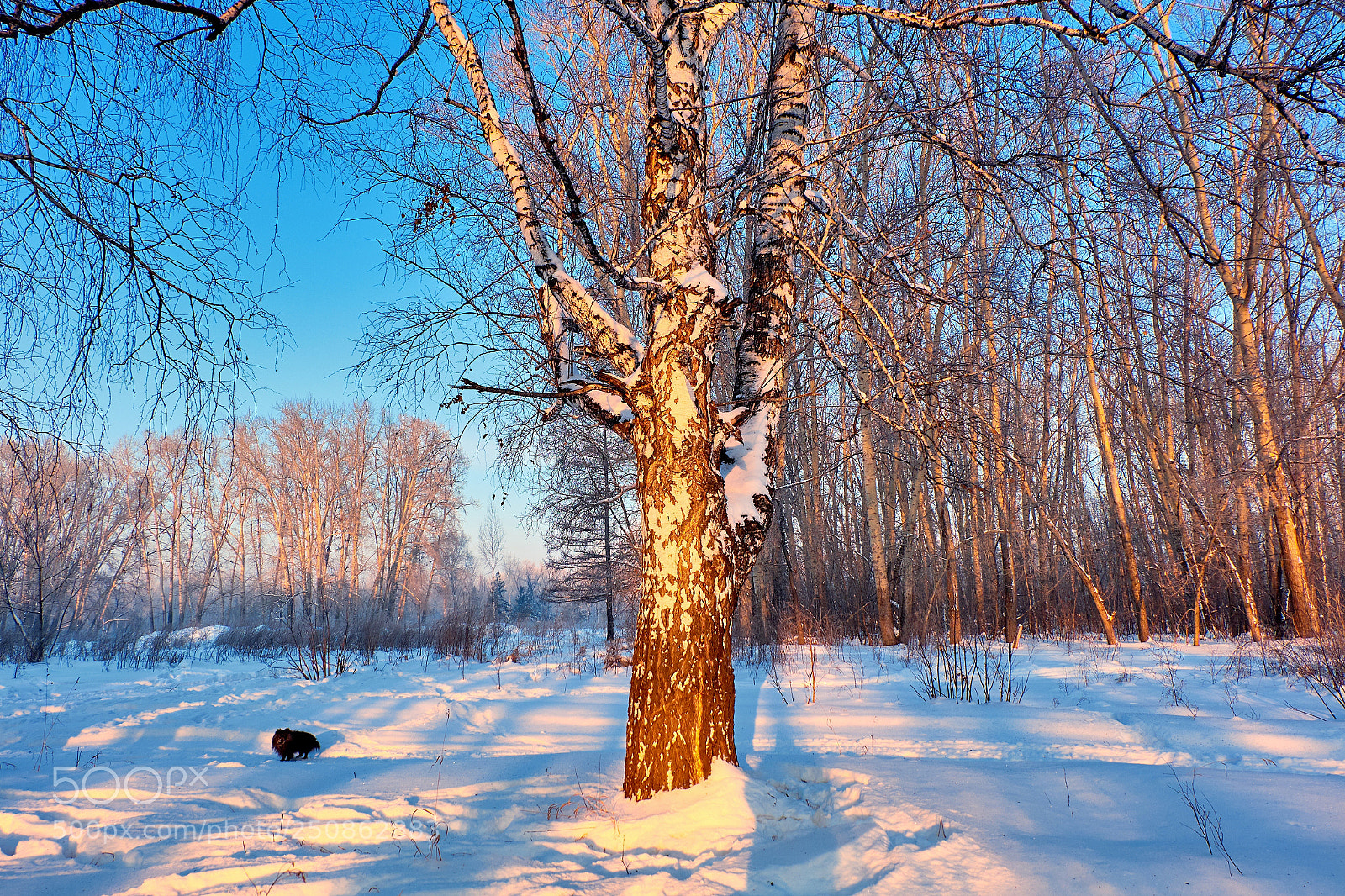Fujifilm X-M1 sample photo. Sunset in the forest photography