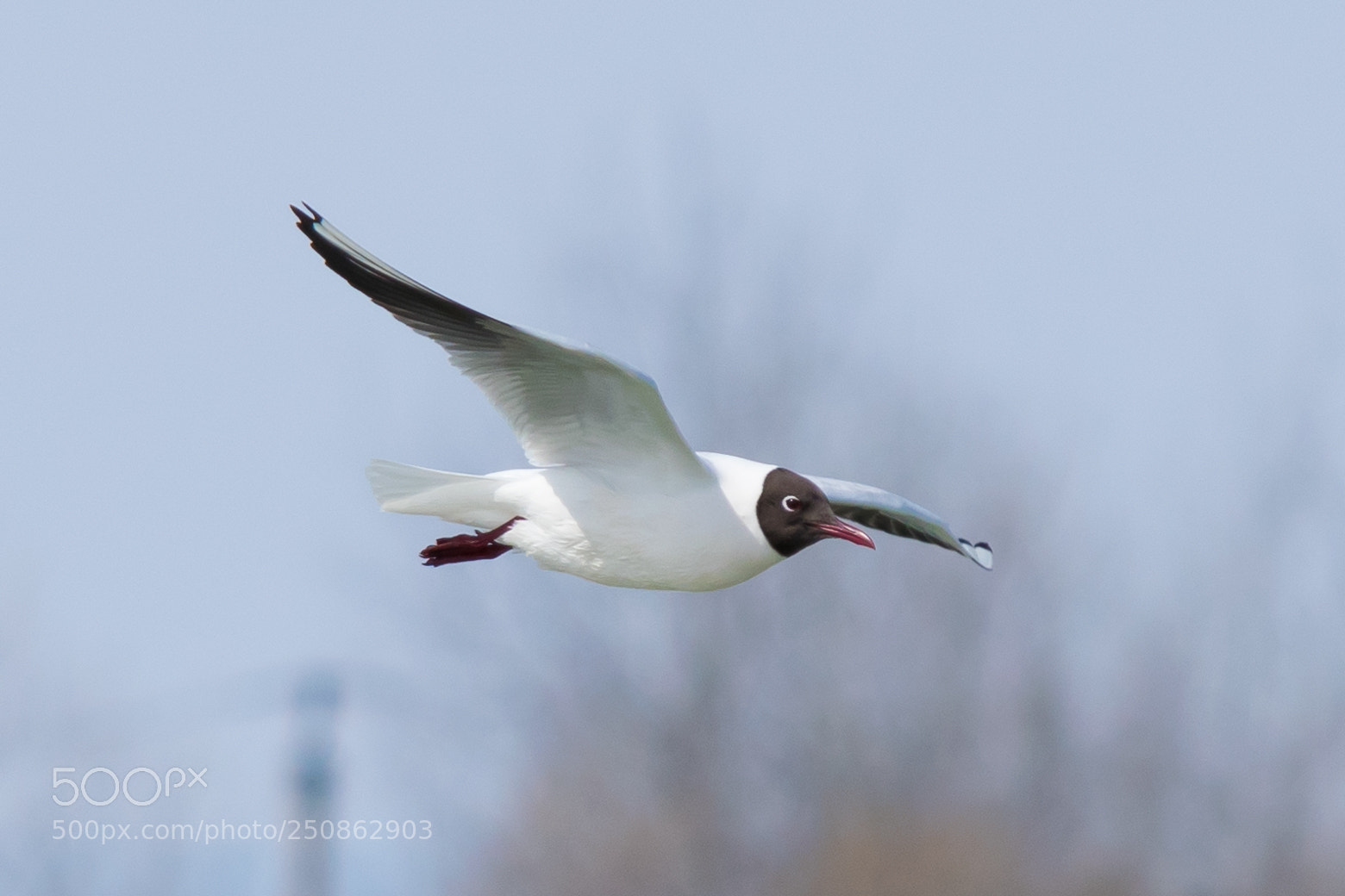 Nikon D5300 sample photo. Mediterranean gull (larus melanocephalus) photography