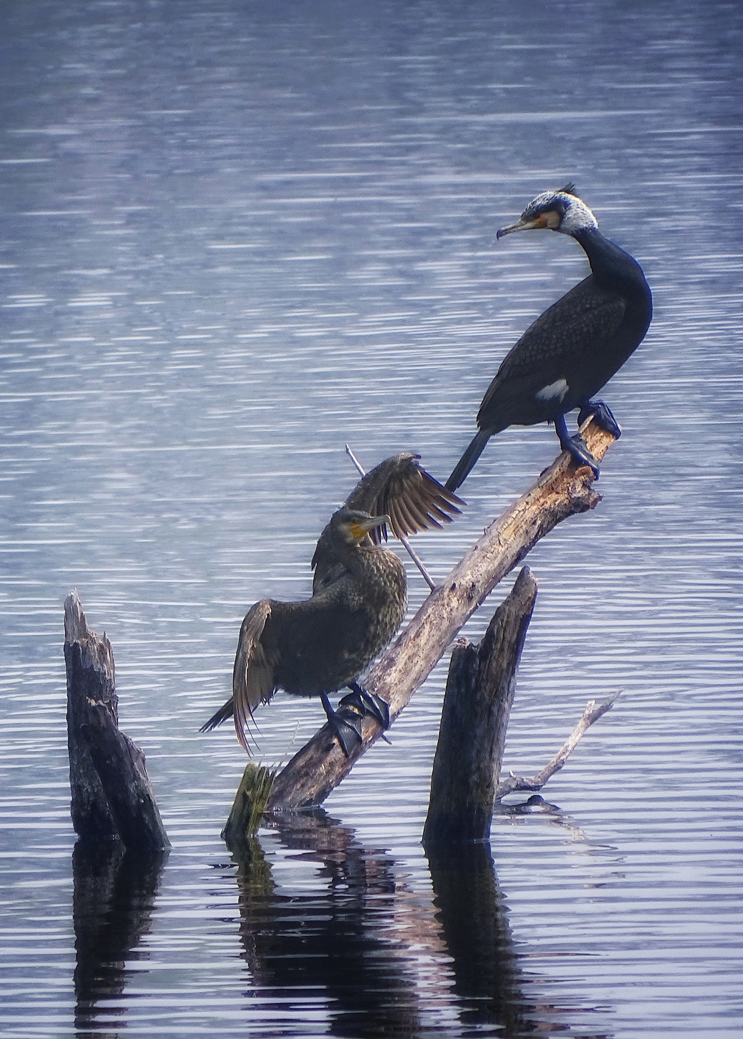 Sony Cyber-shot DSC-HX350 sample photo. Cormorant photography