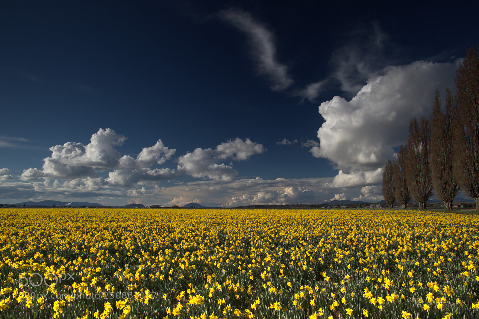 Canon EOS 5D Mark IV sample photo. Daffodils in bloom photography