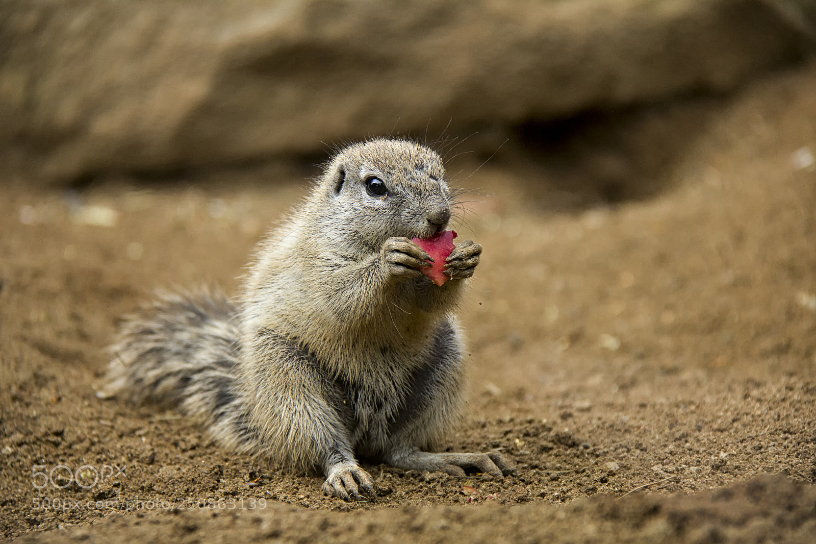 Canon EOS 550D (EOS Rebel T2i / EOS Kiss X4) sample photo. South african ground squirrel photography